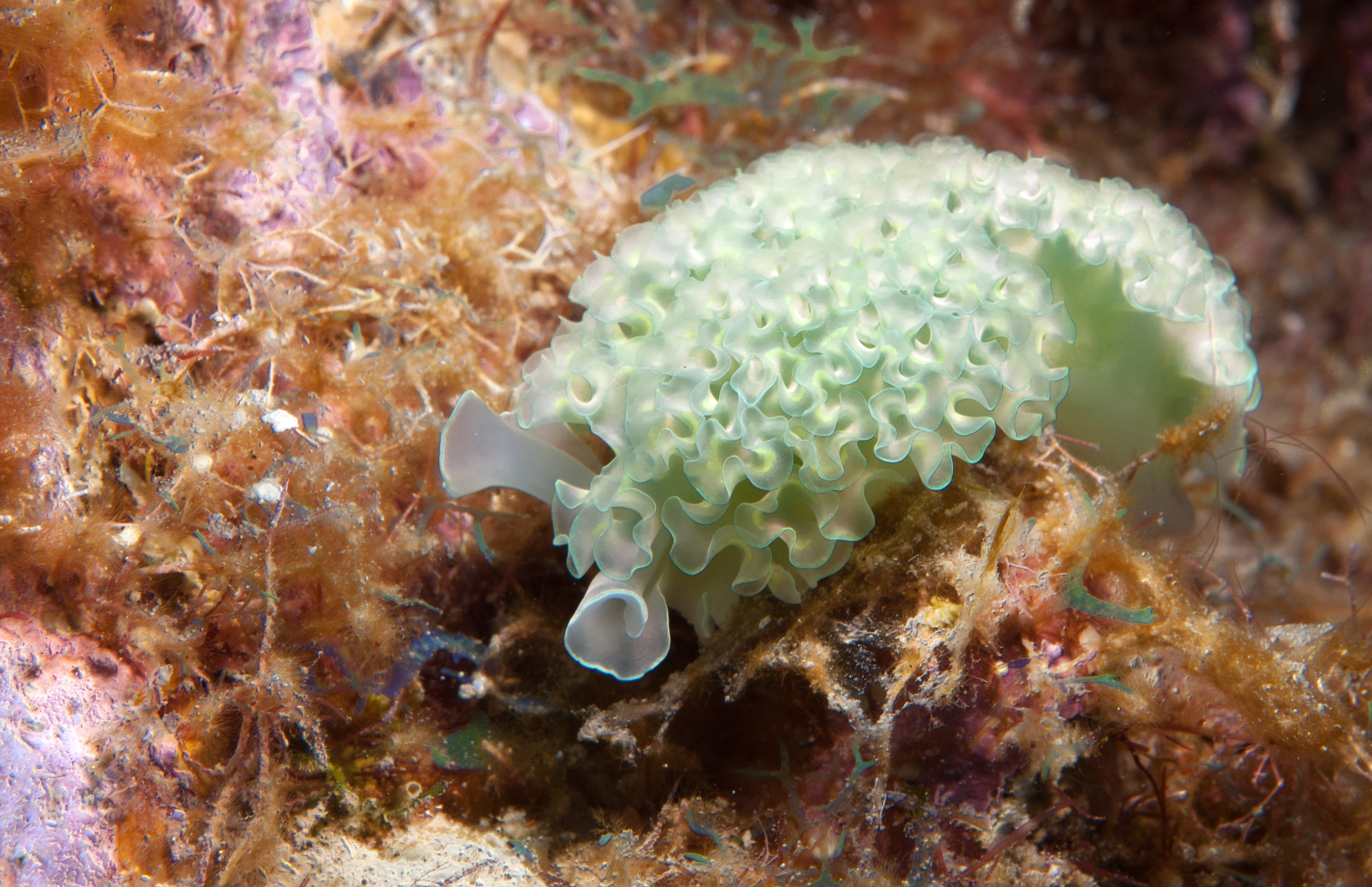 lettuce sea slug