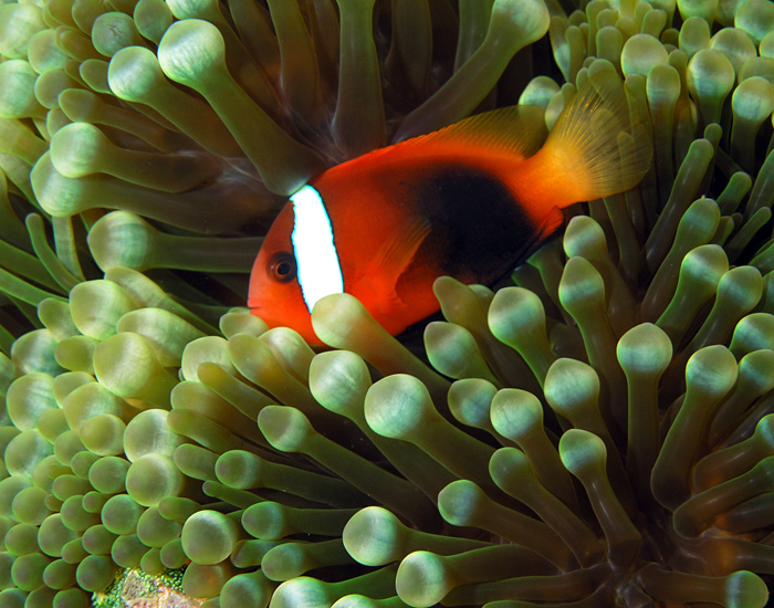 1562869015614-Tomato_anemonefish