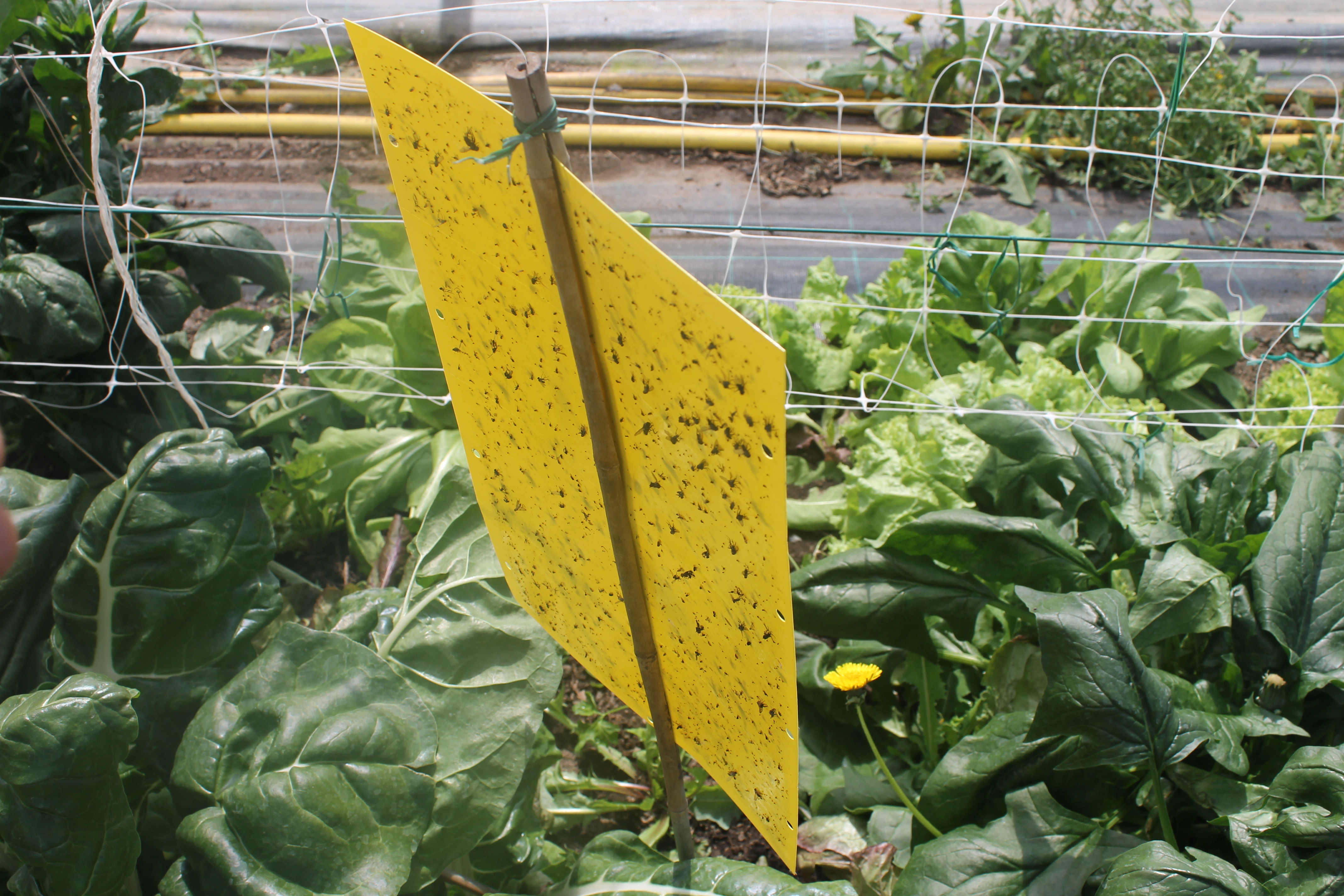 moschicida