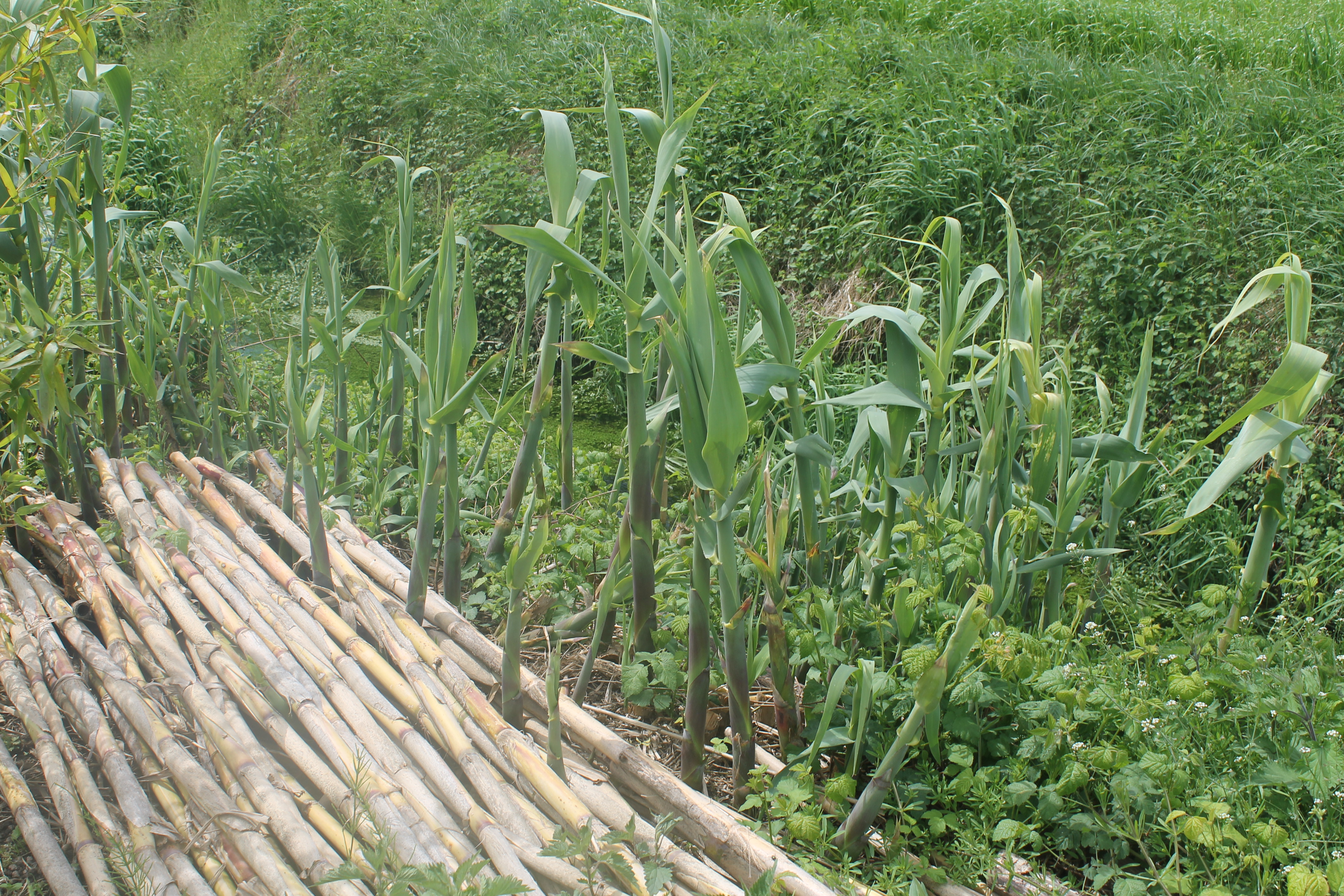 Bambu