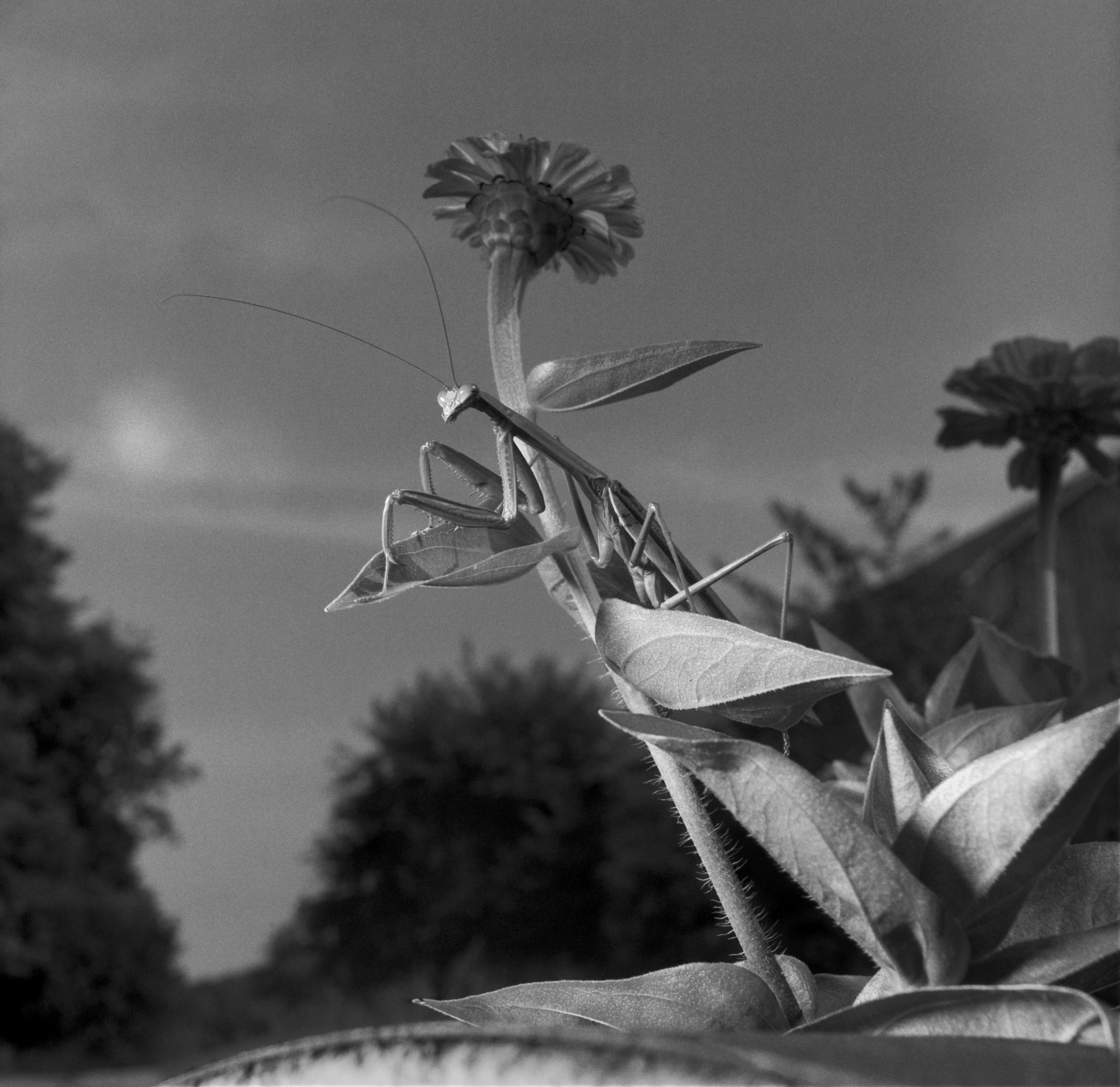 Mantis, Settembre 1978 @ Larry Fink