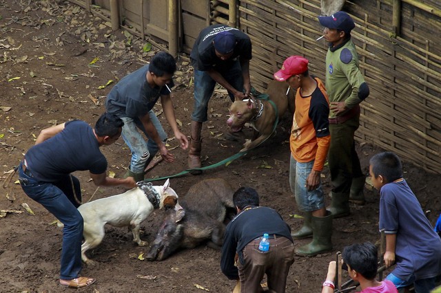 Gladiator Kaki Empat Mengintip Arena Duel Terlarang Anjing Versus