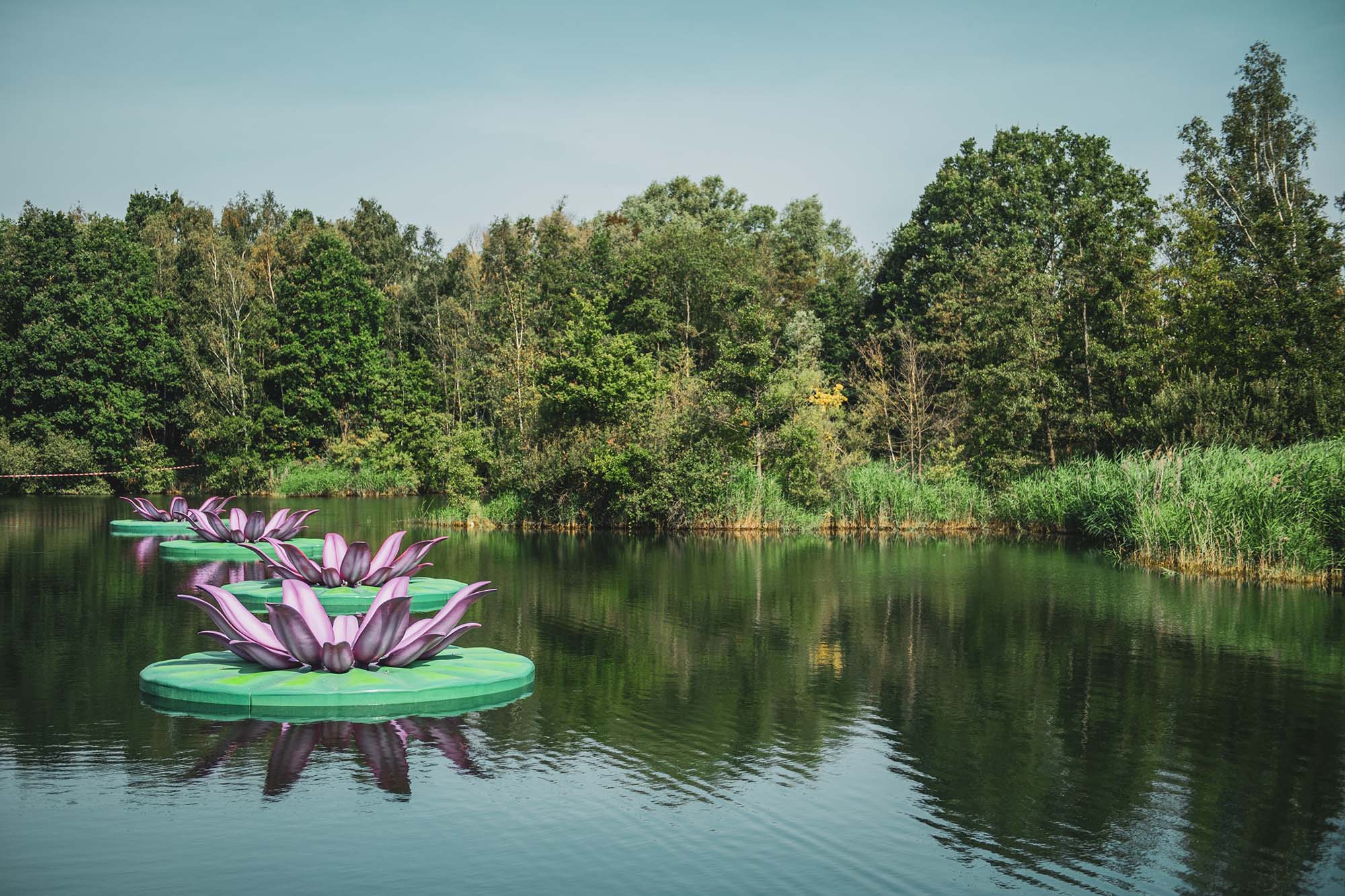 tomorrowland-festival-boom-water-waterlelies