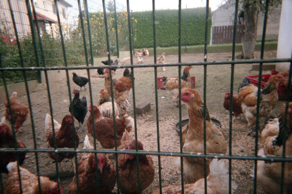 Hühner