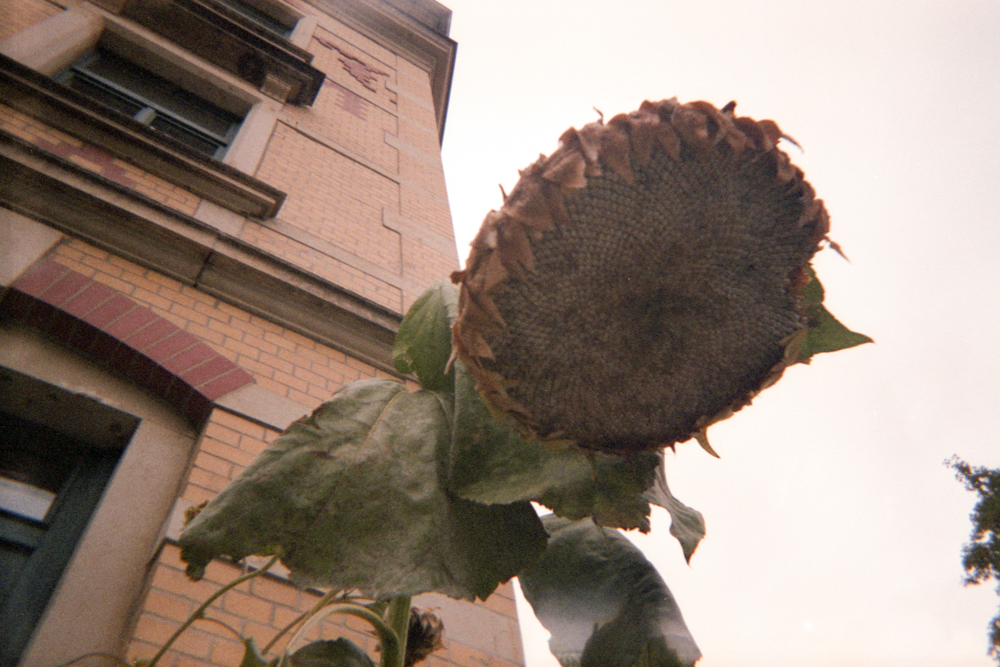 Sonnenblume