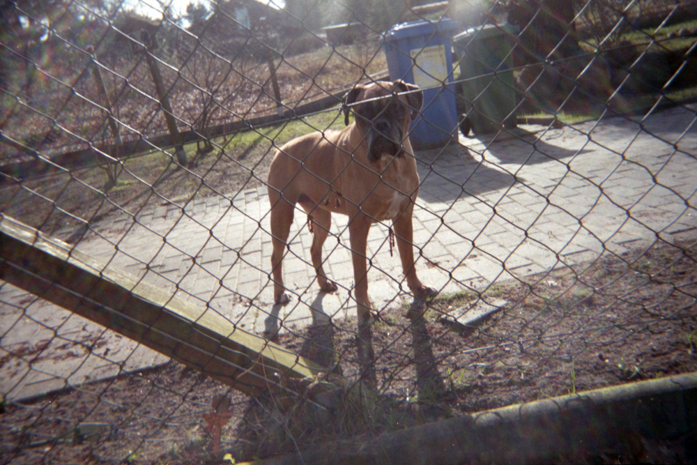 Hund hinter Zaun
