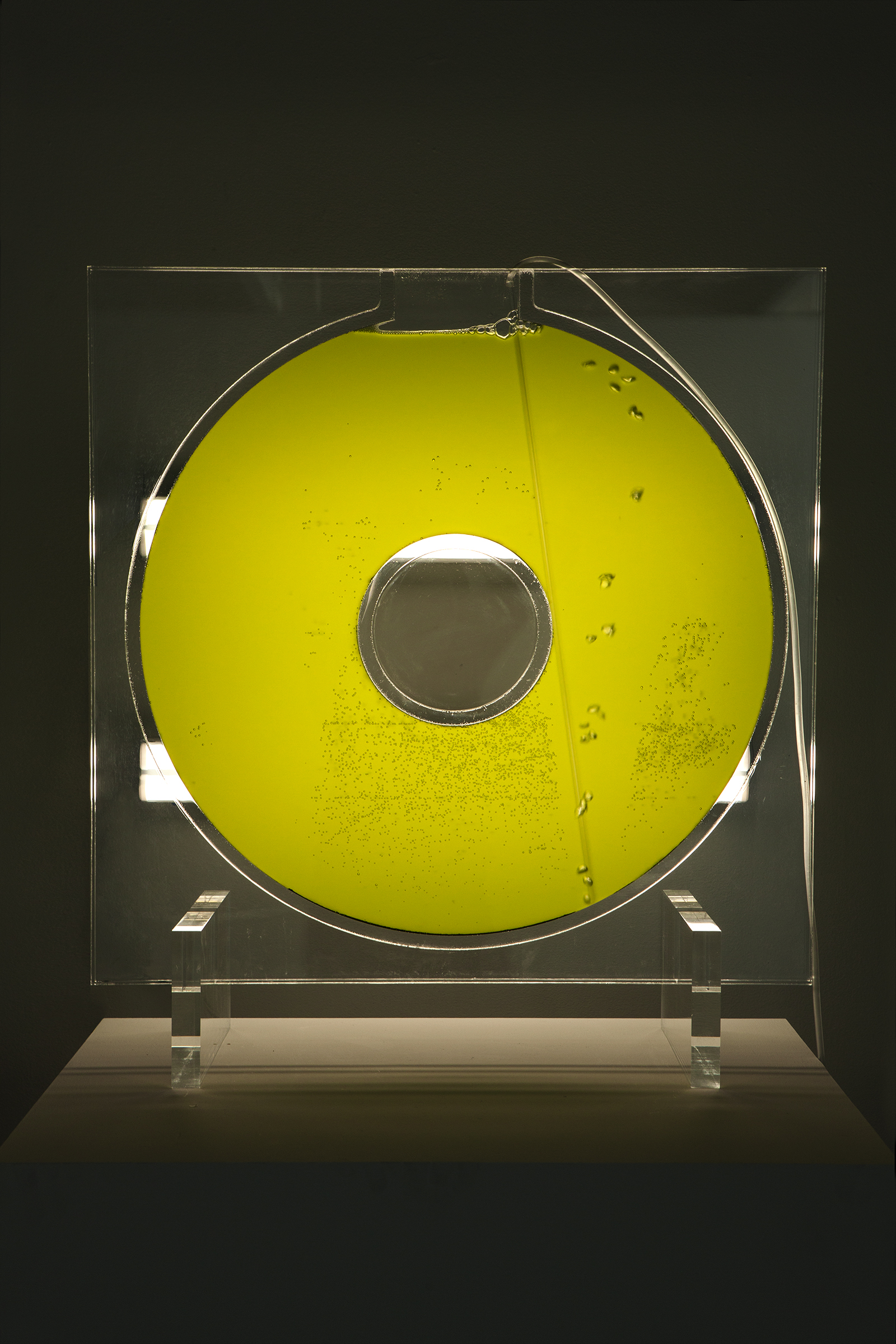 1565359947848-Donut-Tank-IV