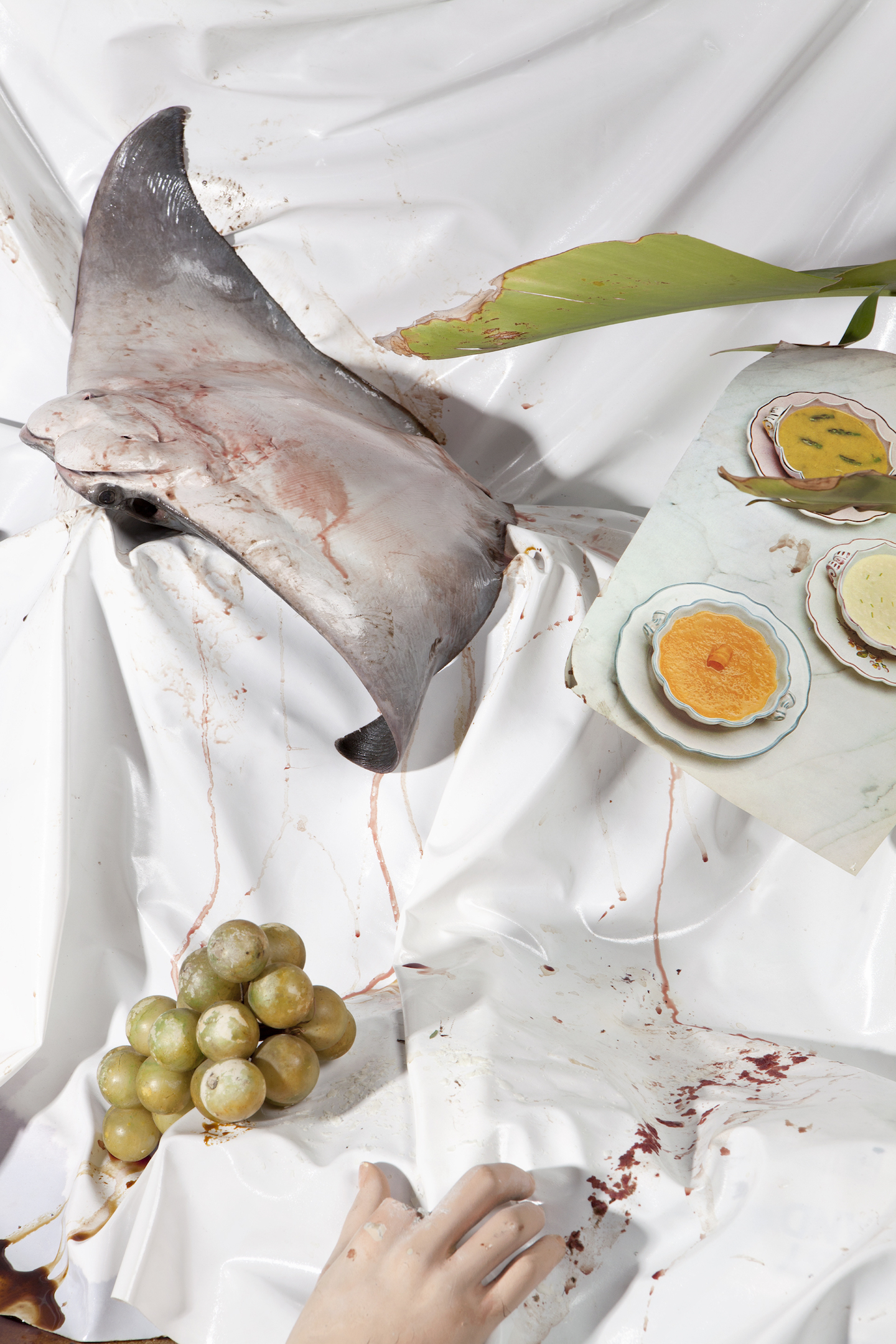 1565360044369-Still-Life-with-Rayfish