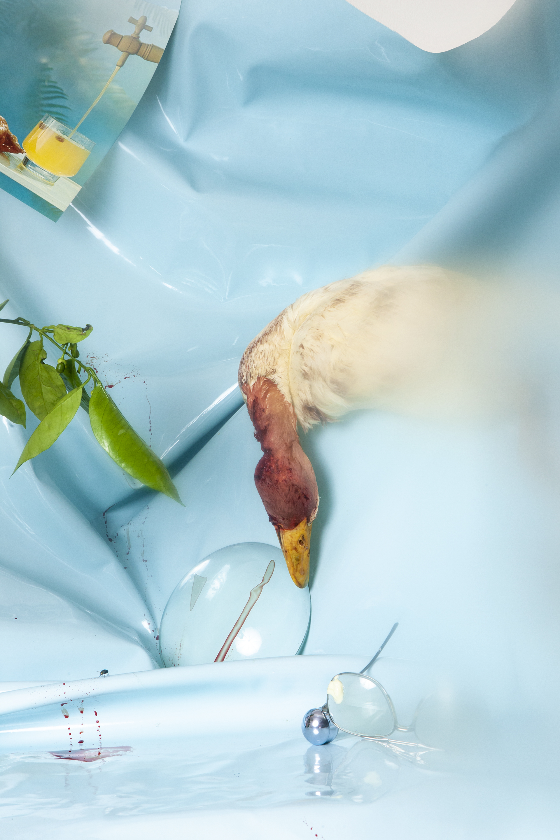 1565360108462-Still-Life-with-Duck