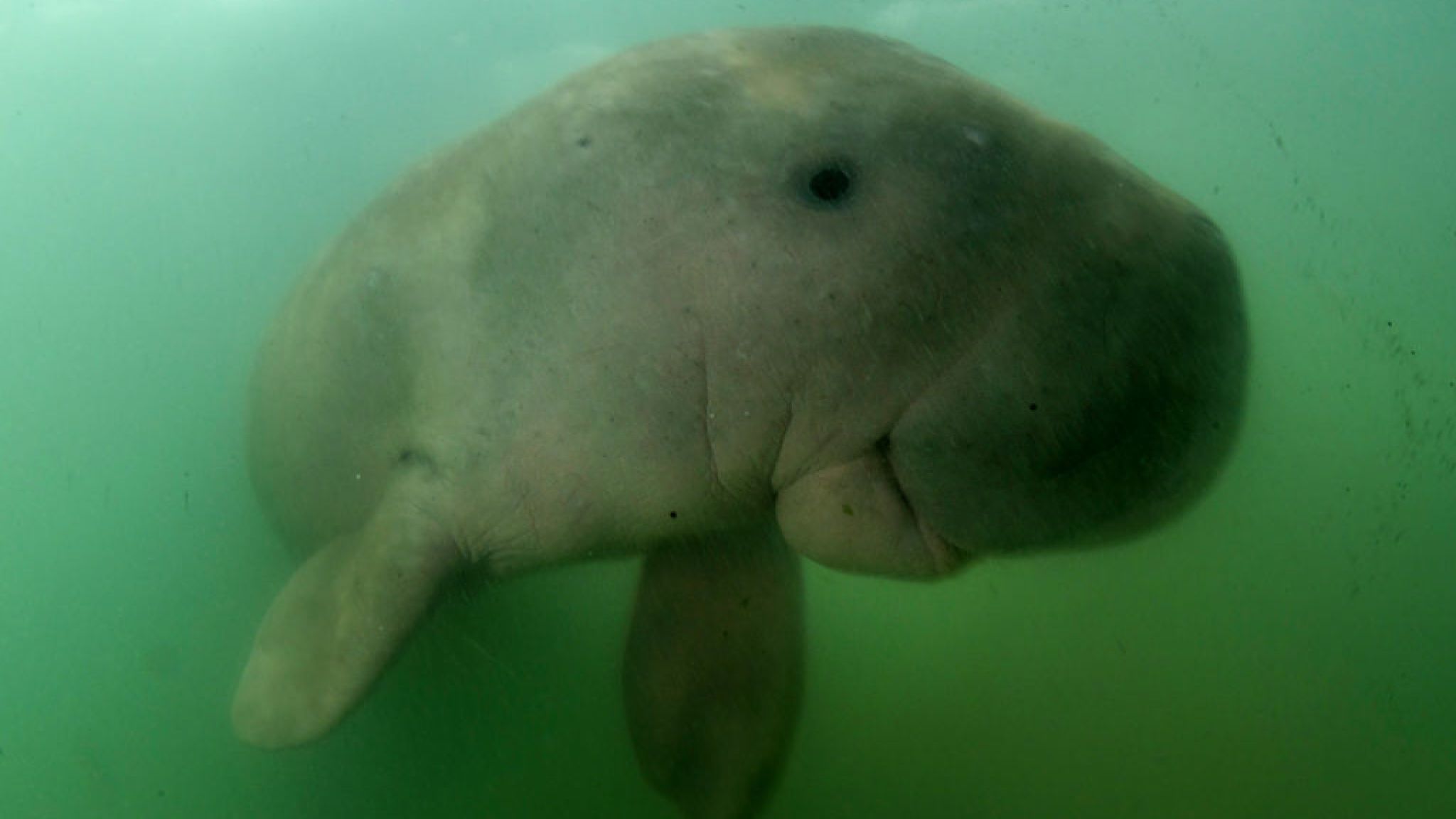 1566109774253-skynews-dugong-thailand_4747809