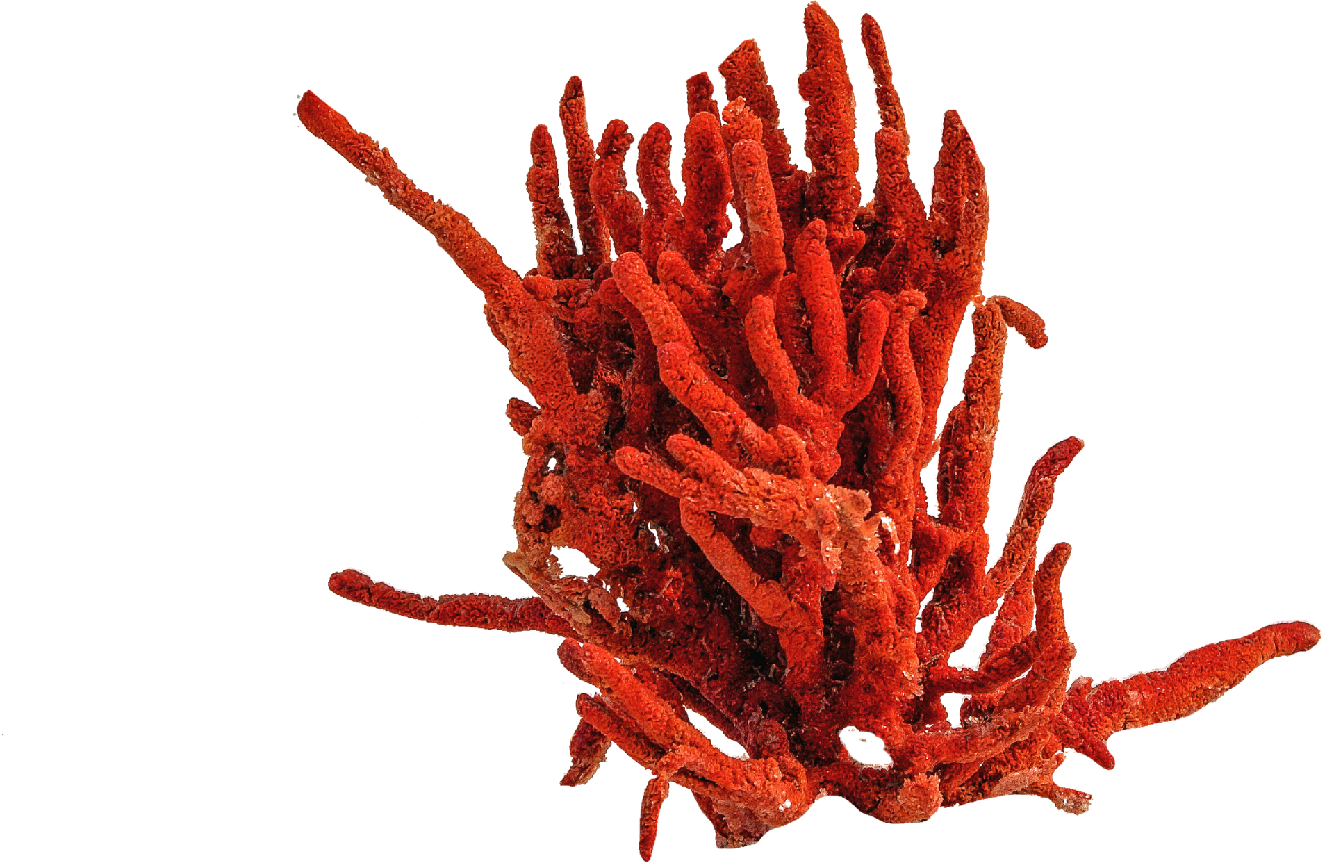 1566294079748-isolated-2440368_1920-1