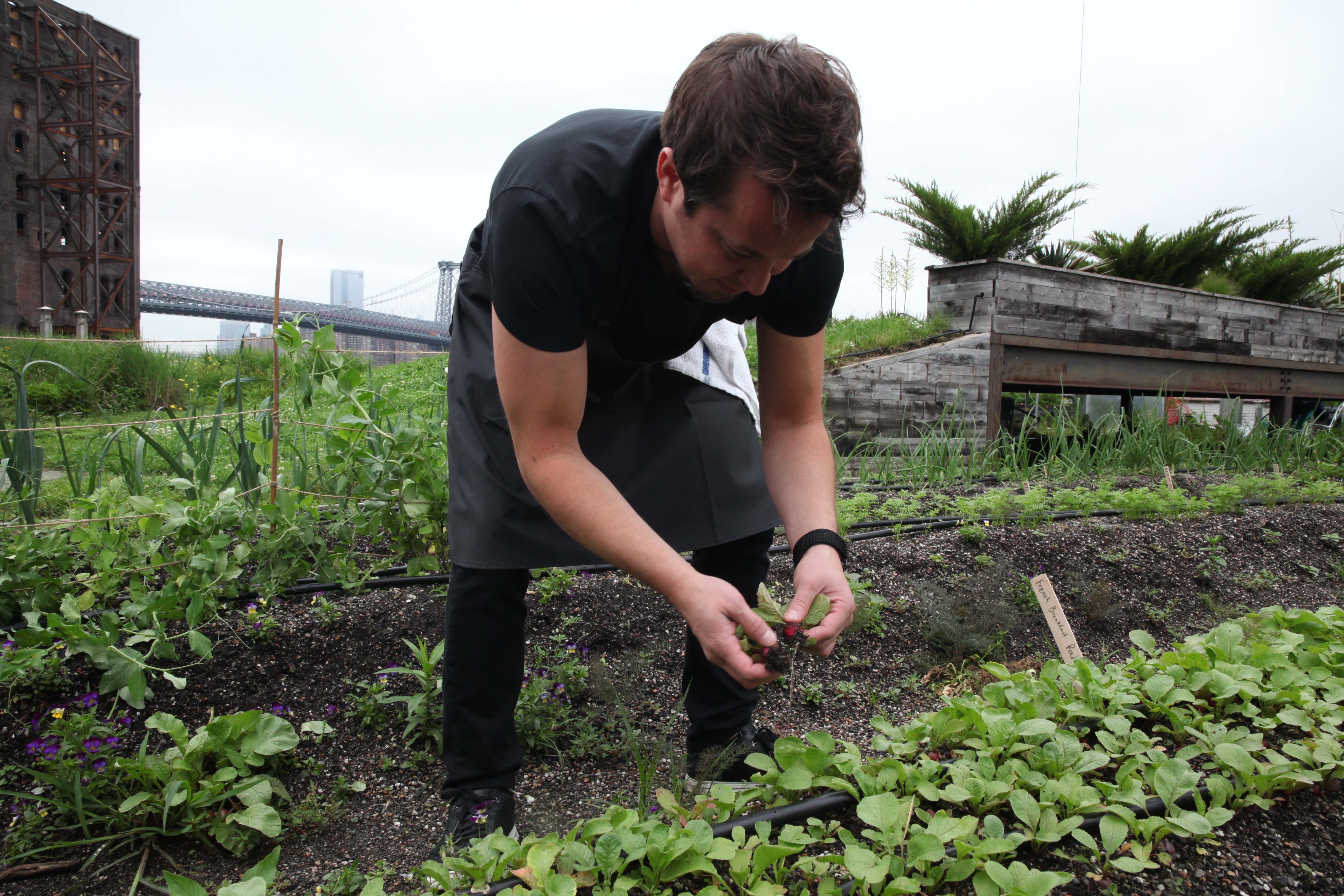 1566420923482-IMG_1971-chef-danny-grant-munchies-rooftop-garden