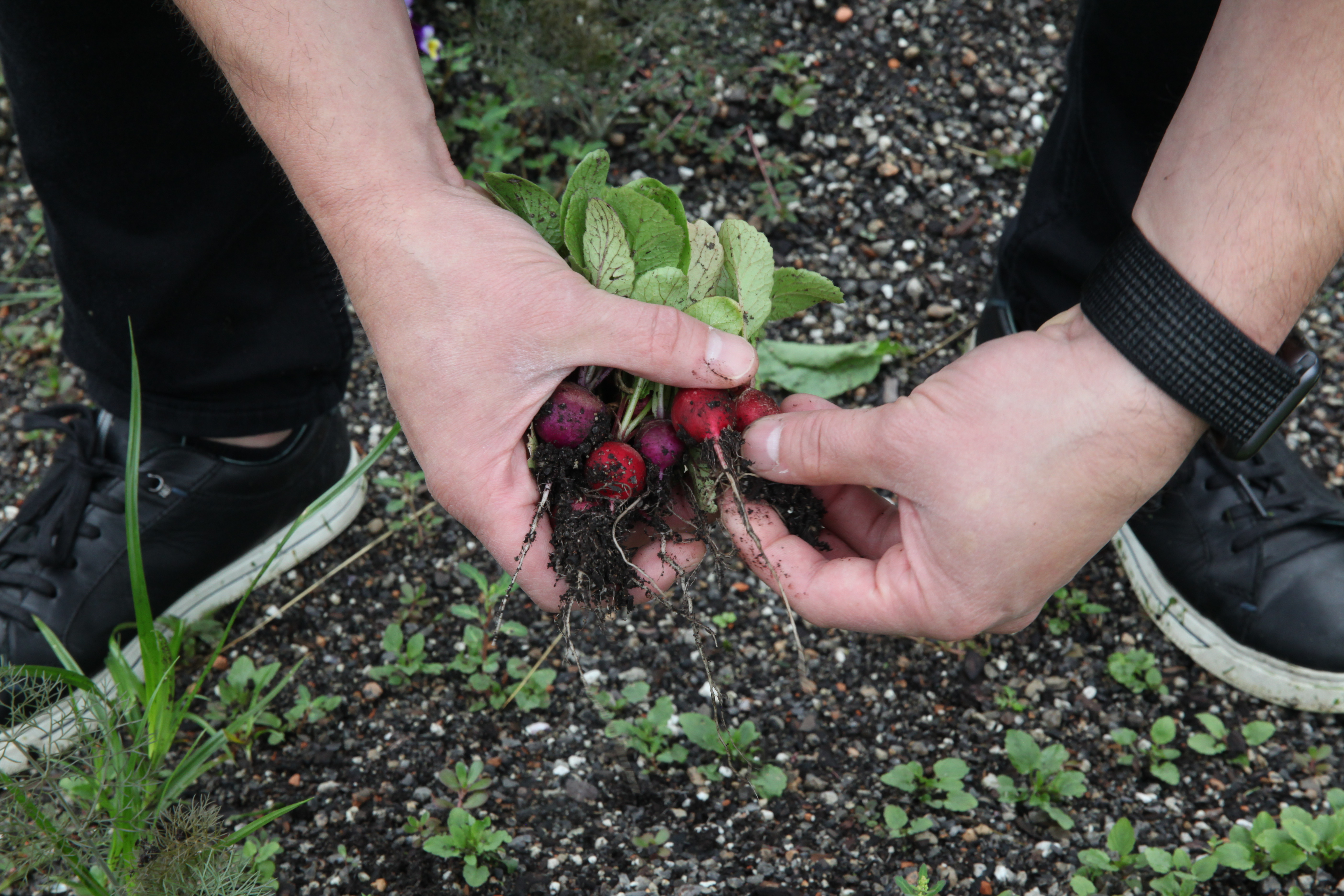 chef danny grant picking radishes on munchies rooftop garden