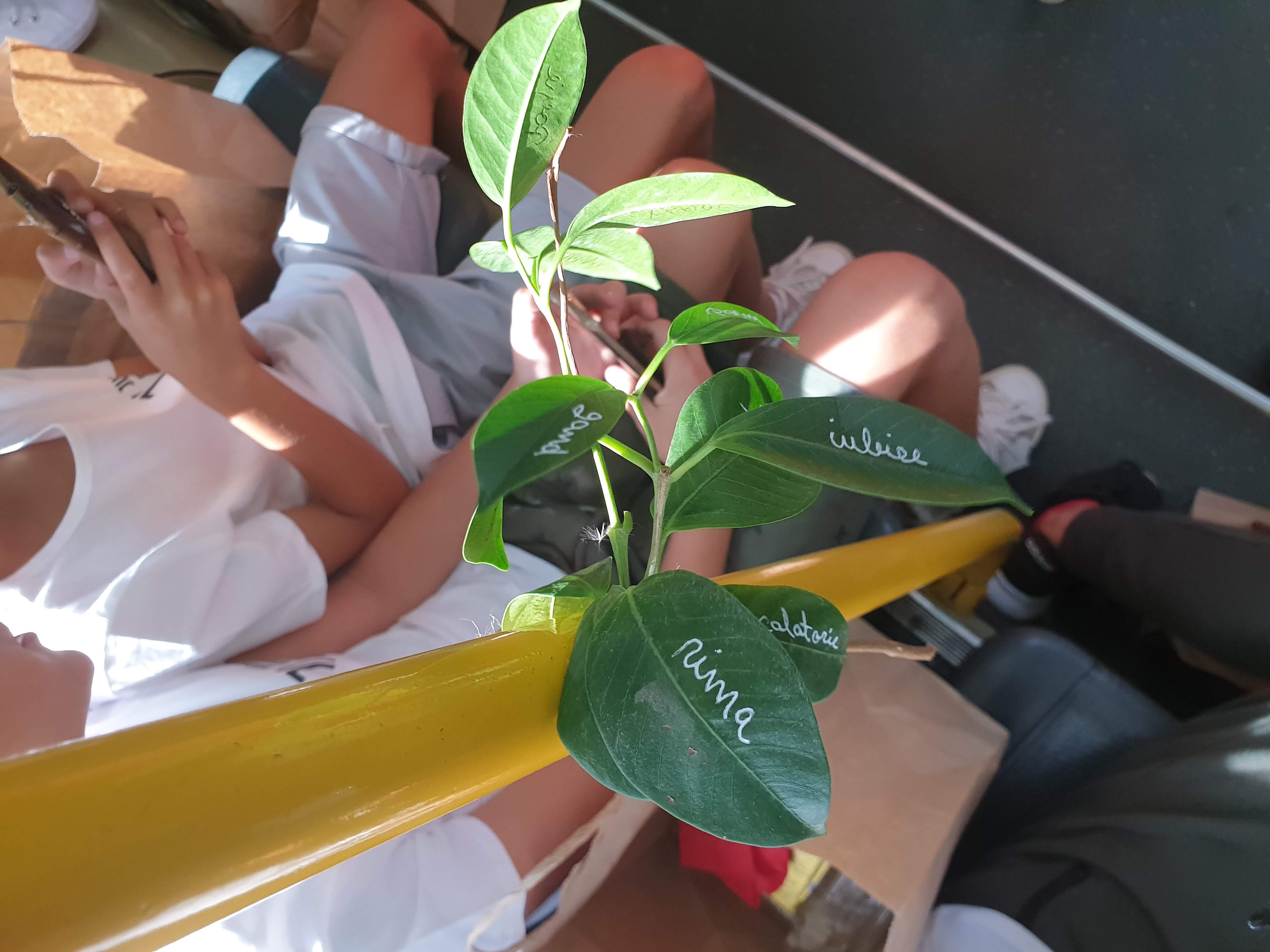 tramvai
