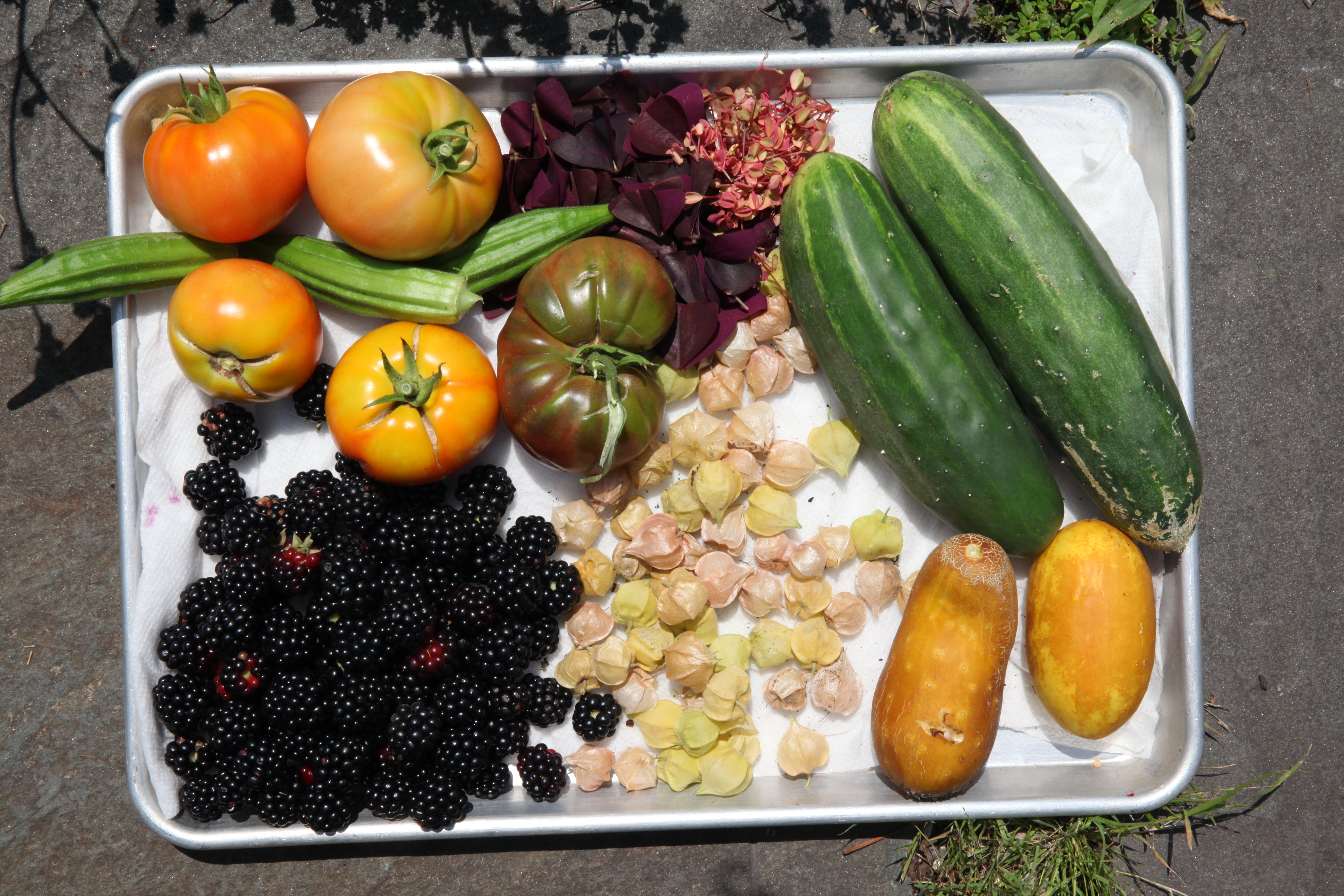 1568744761419-IMG_3710-fruit-vegetables-from-munchies-rooftop-garden