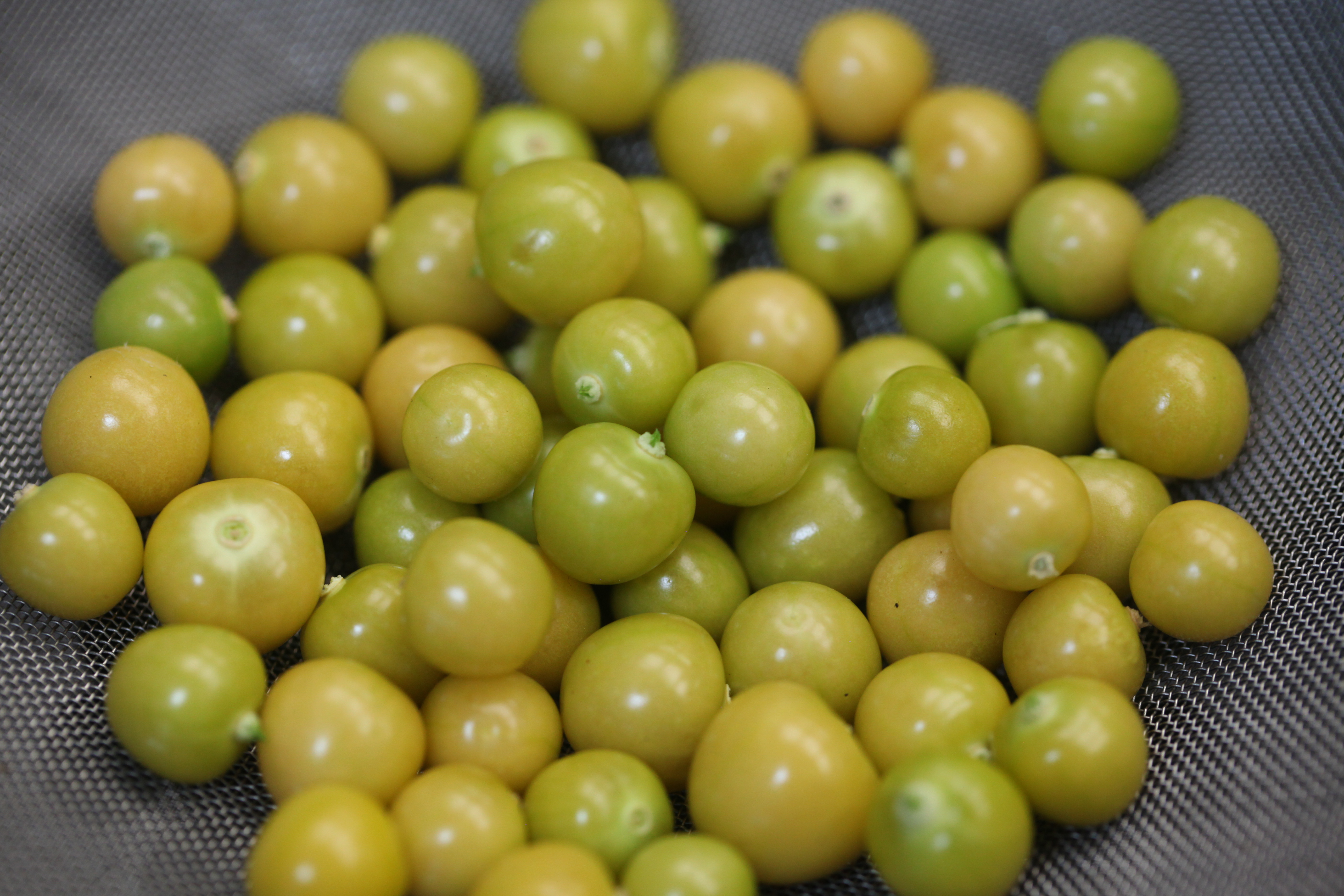 1568744958465-IMG_3736-ground-cherries-for-jam-munchies-test-kitchen