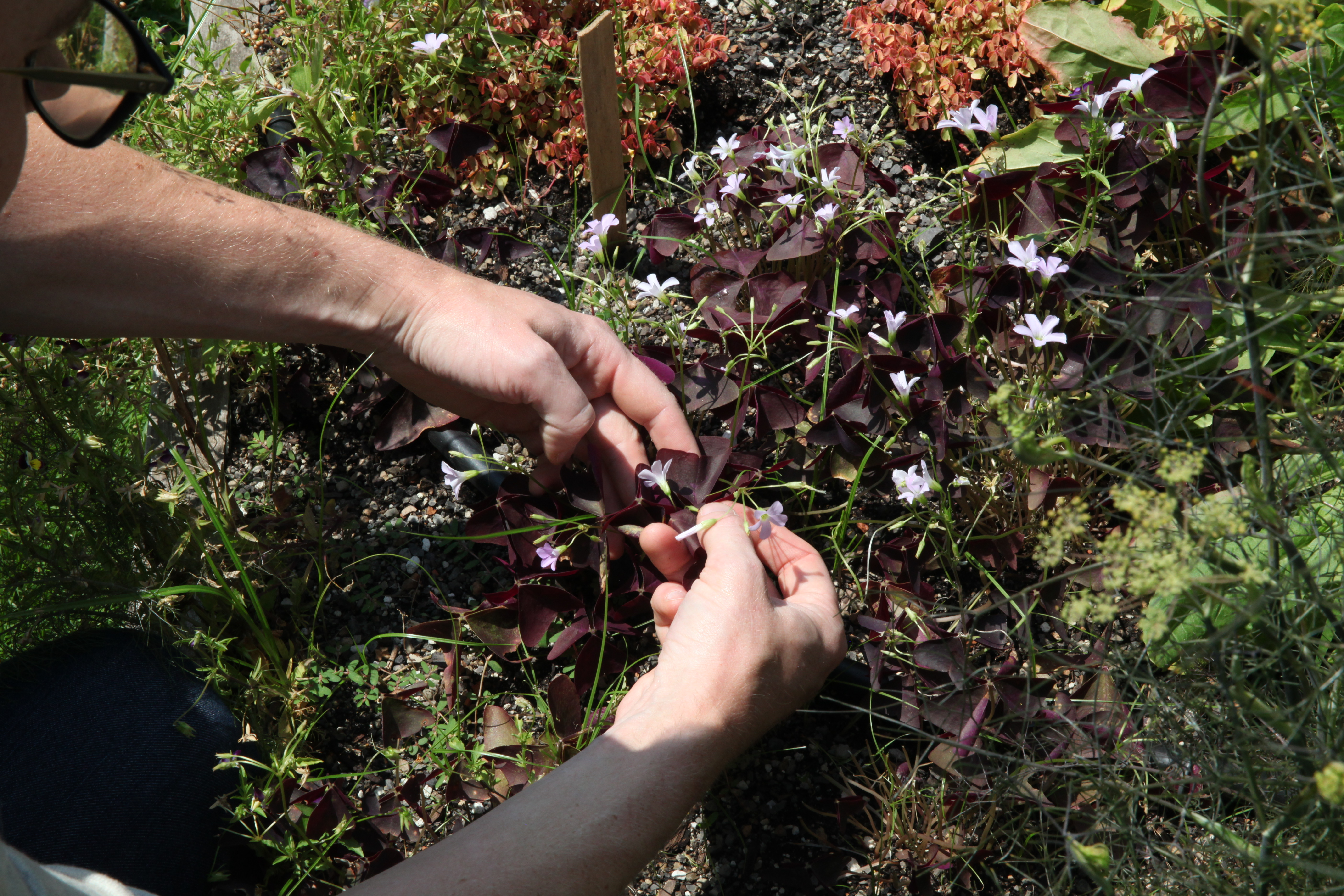 1568745114682-IMG_3687-tyler-malek-picking-oxalis-for-ice-cream