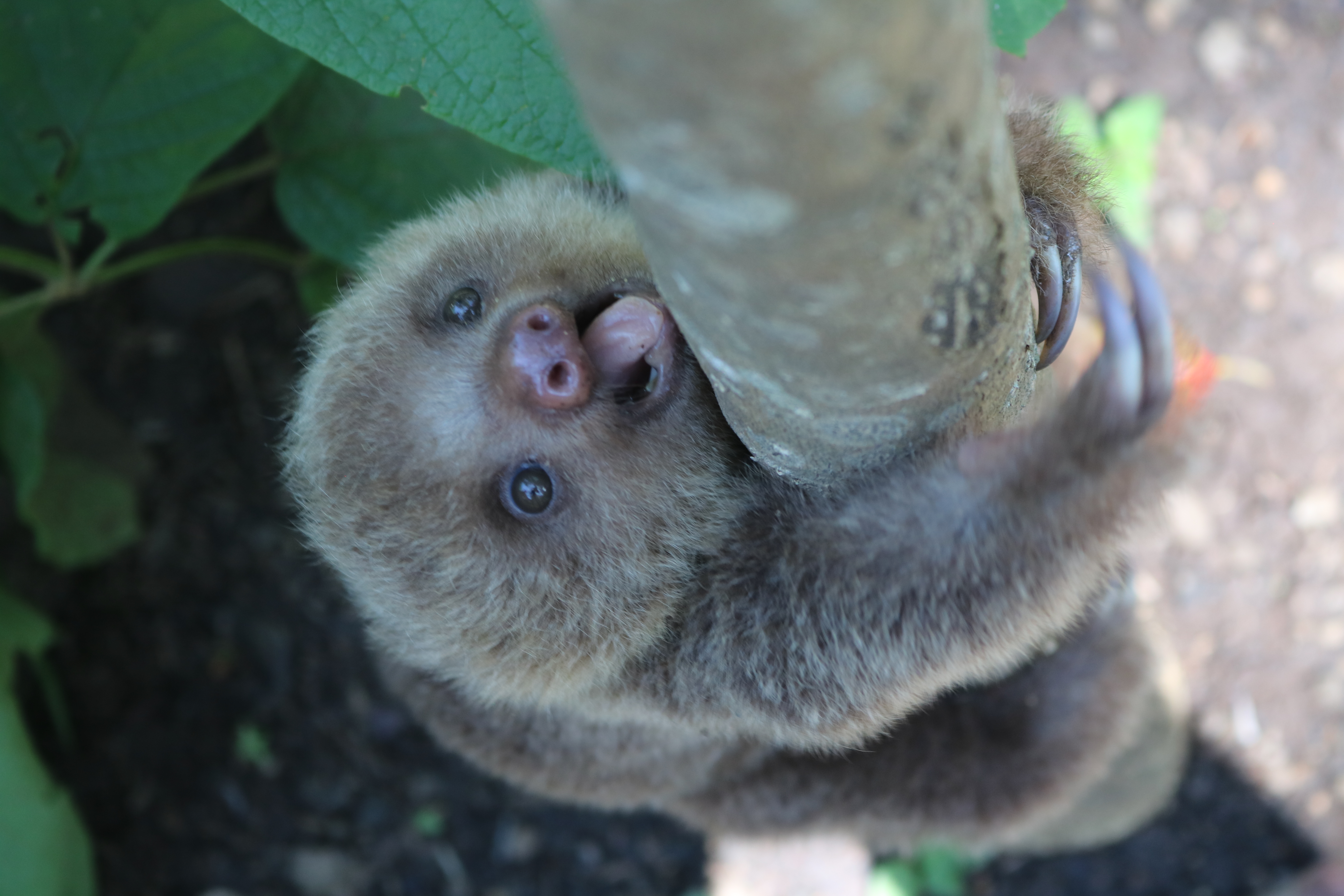 A sloth at an animal rescue sanctuary