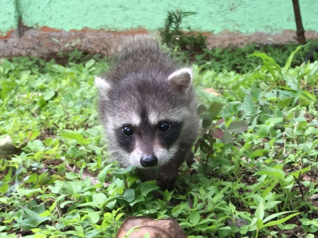 Another animal at Animal Rescue Costa Rica