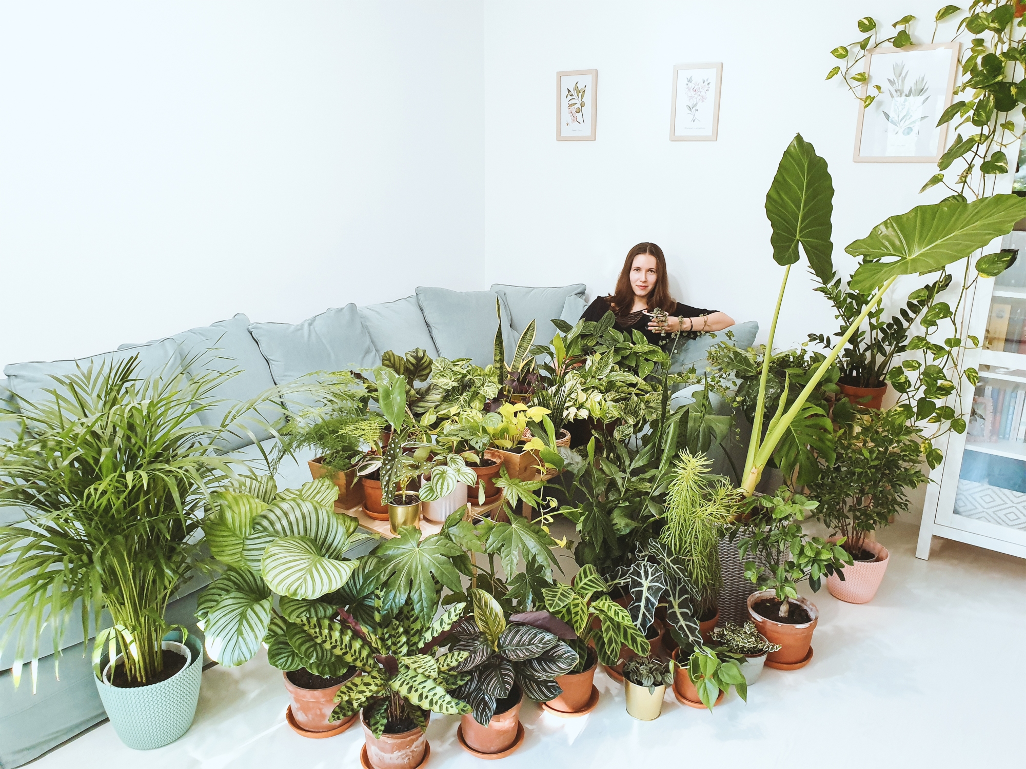 plante