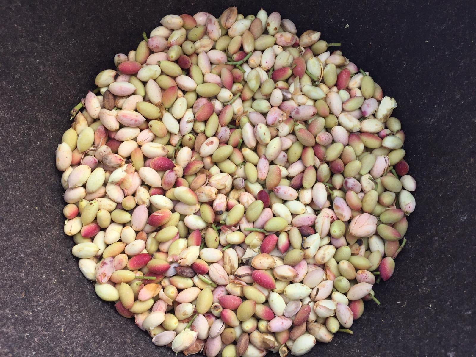 Pistacchio di Bronte DOP