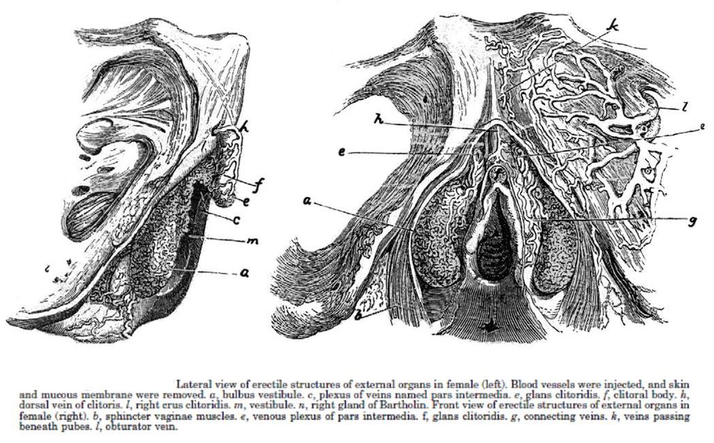 1568900376108-1024px-Clitoris_disseque_par_Kobelt_en_1844