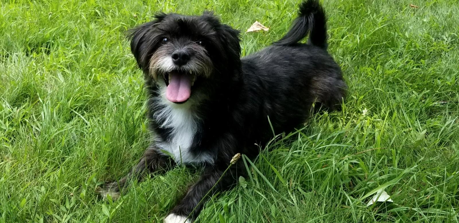 Benny in the grass