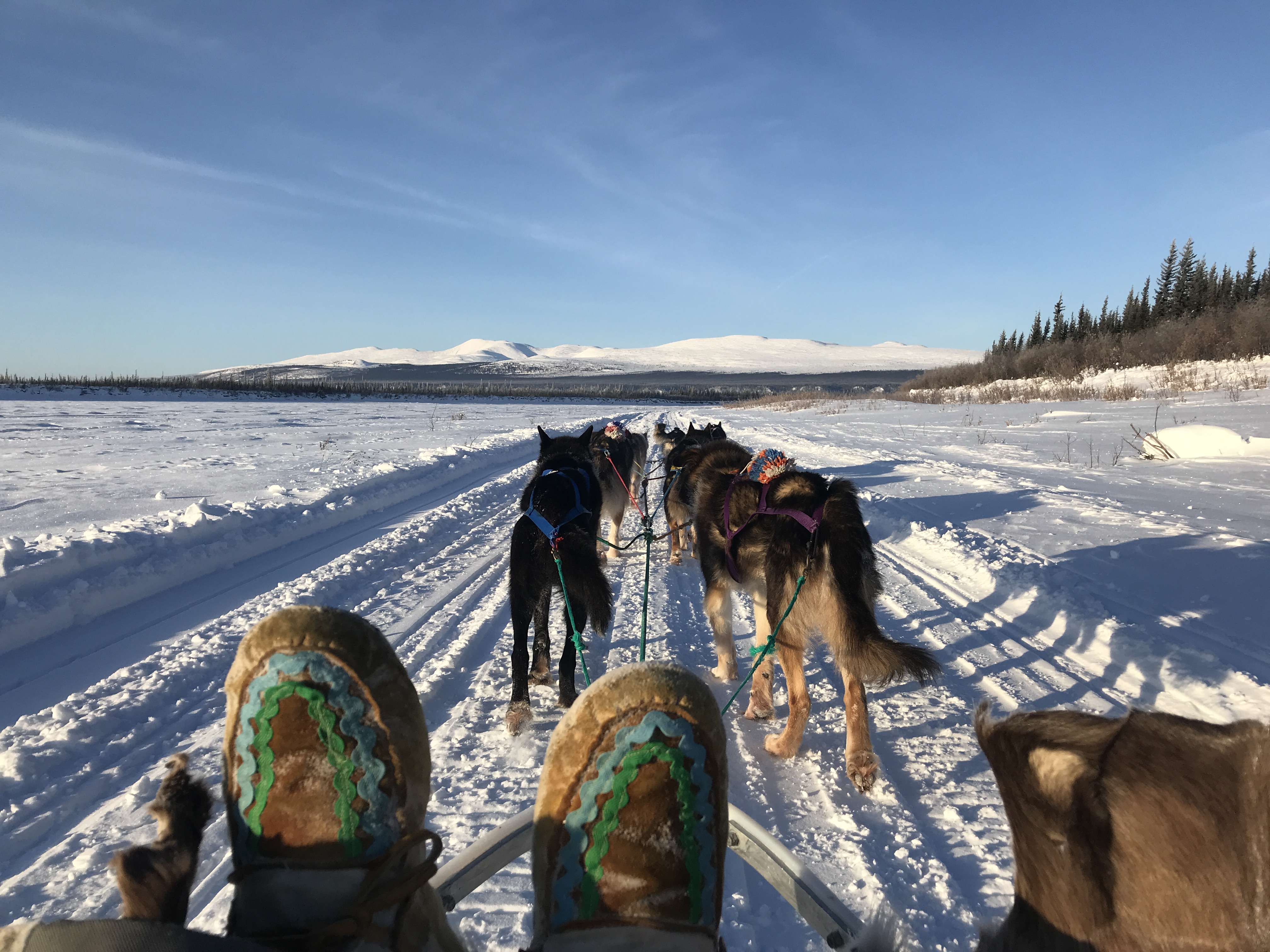 Dog-mushing in more temperate weather. Photo by Paul Josie