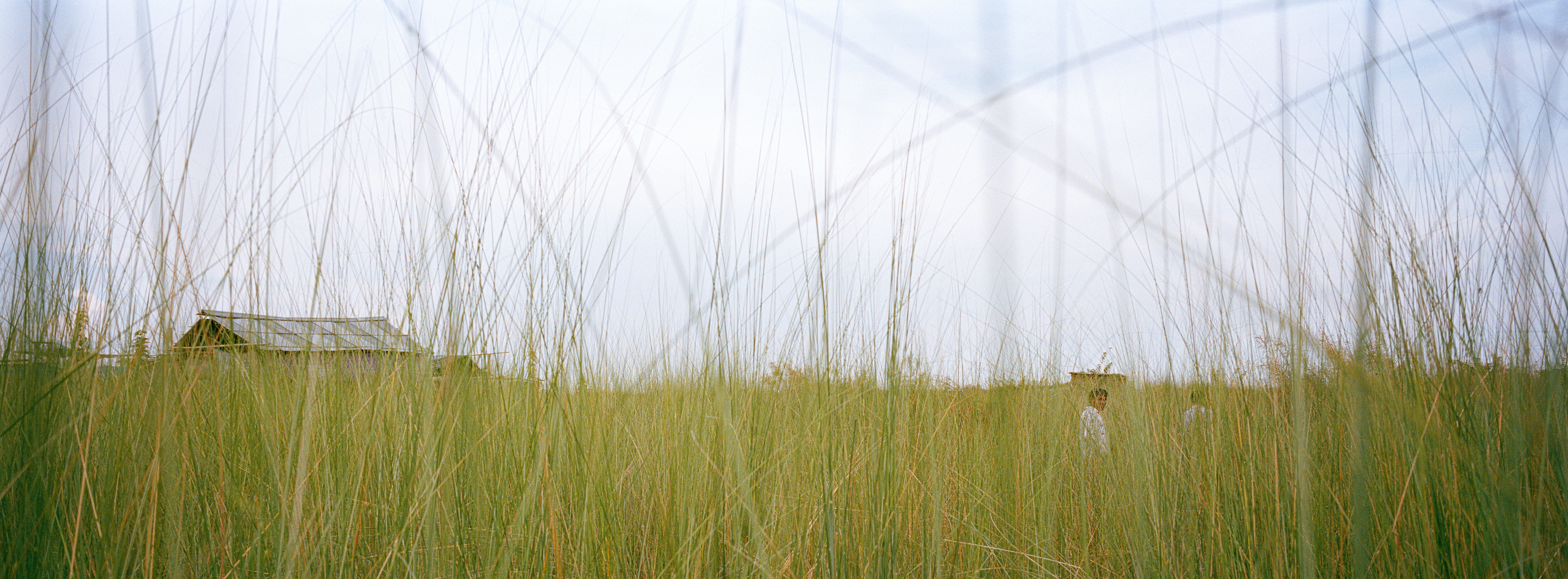 A field of kaisha on New Tarabari char. The local root grass naturally accumulates sediment, and for generations char dwellers have cultivated the plant to mitigate land erosion.