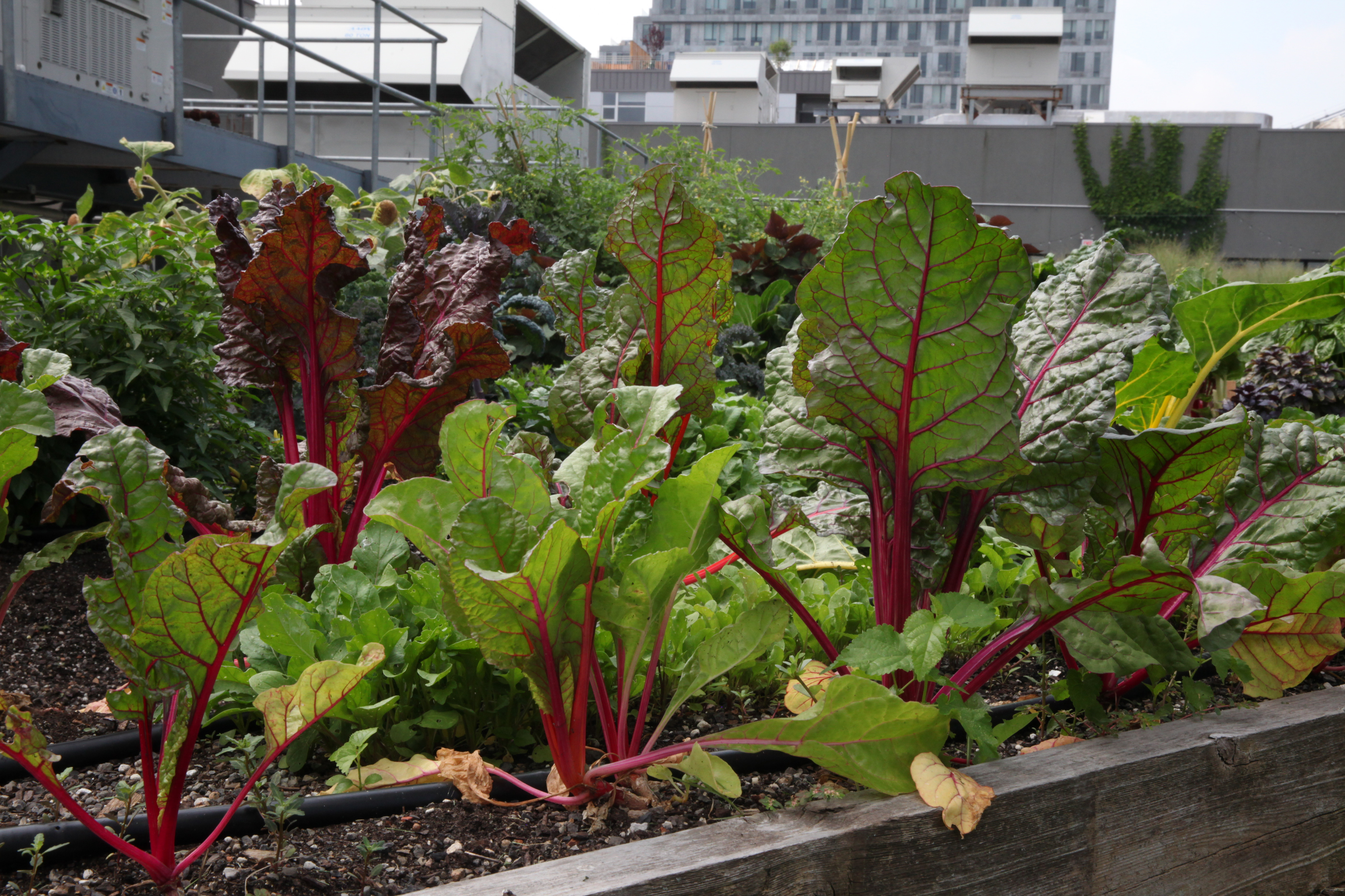 1570137693699-IMG_4332-swiss-chard-munchies-rooftop-garden