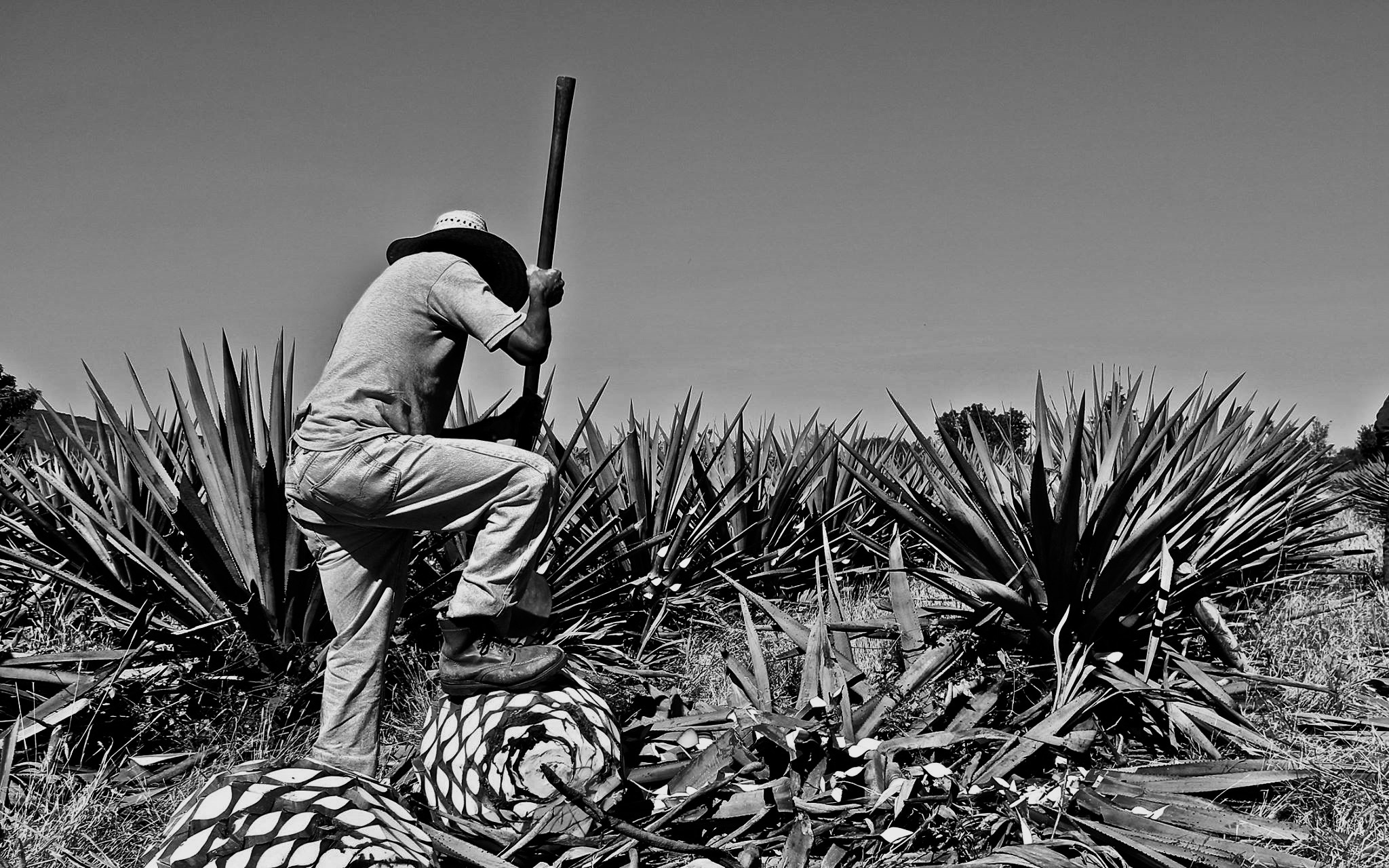 La-Punta-Agave-Roma Mezcal