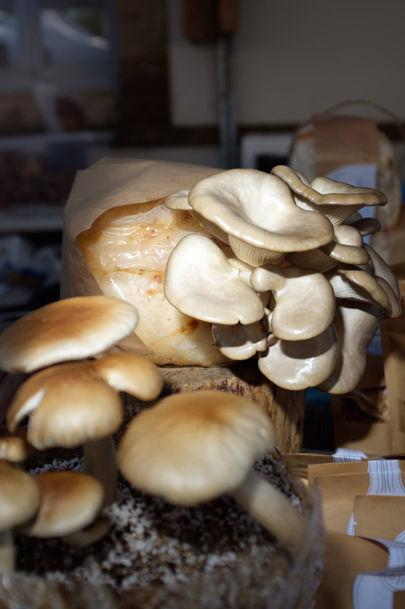 mushroom vegan life festival