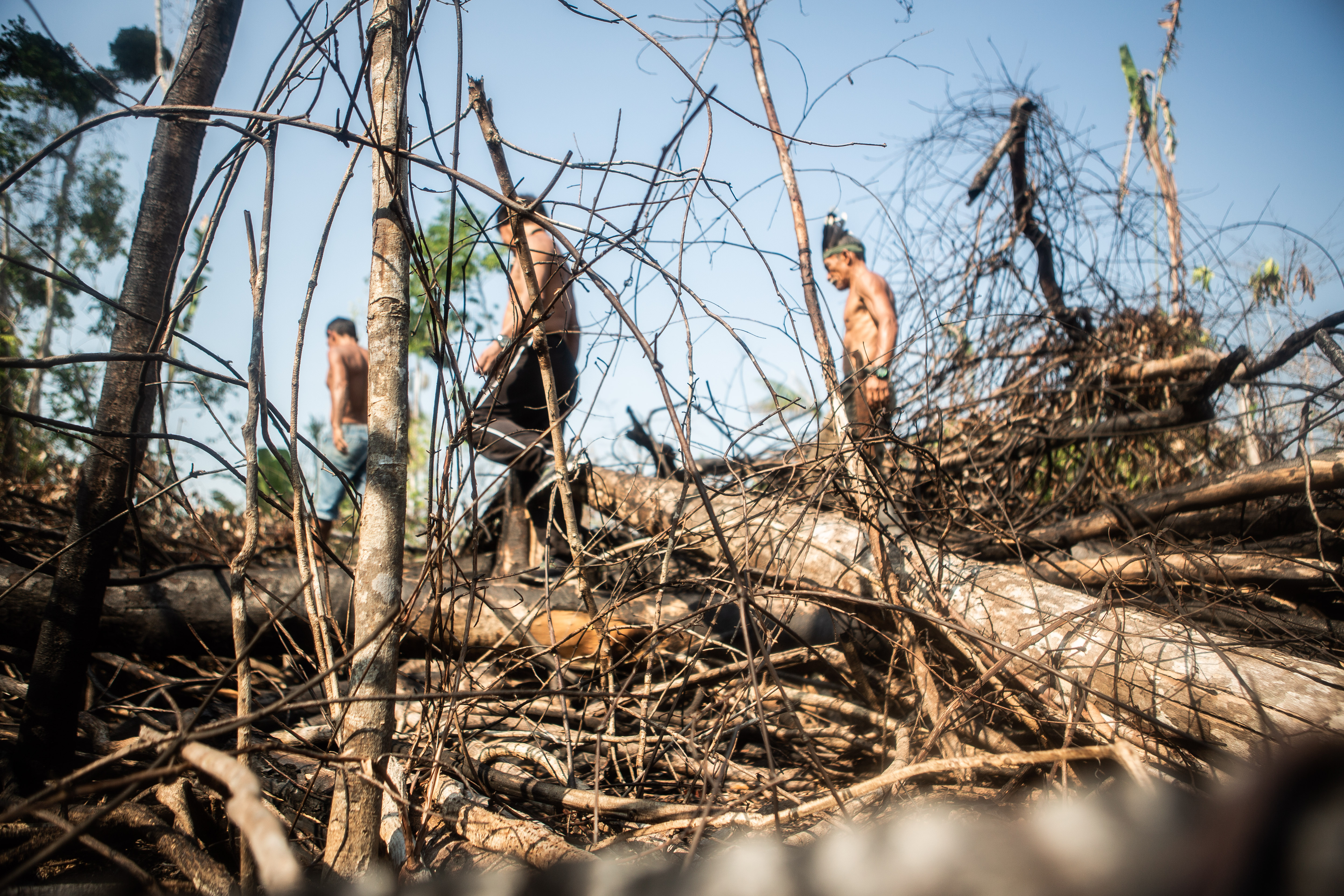 Three indigenous man walking through fallen trees