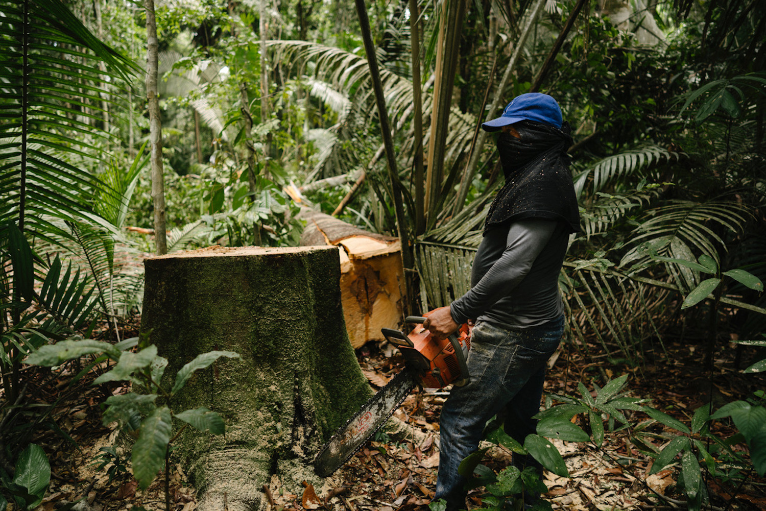 A logger cuts a tree deep in the Amazon. Photo by Daniel