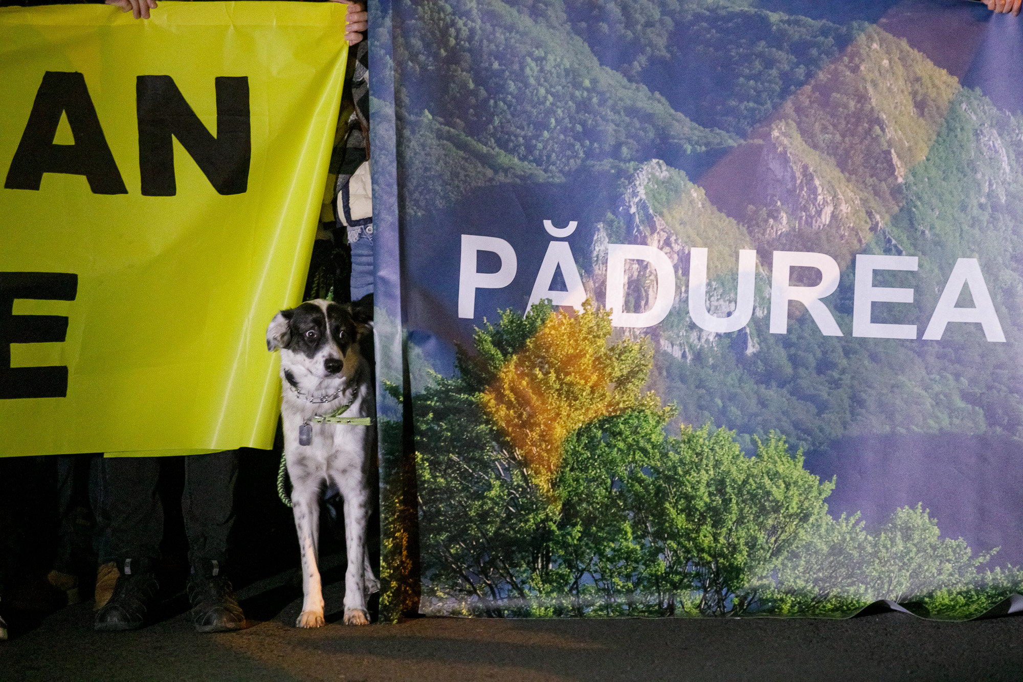 marsul-pentru-paduri