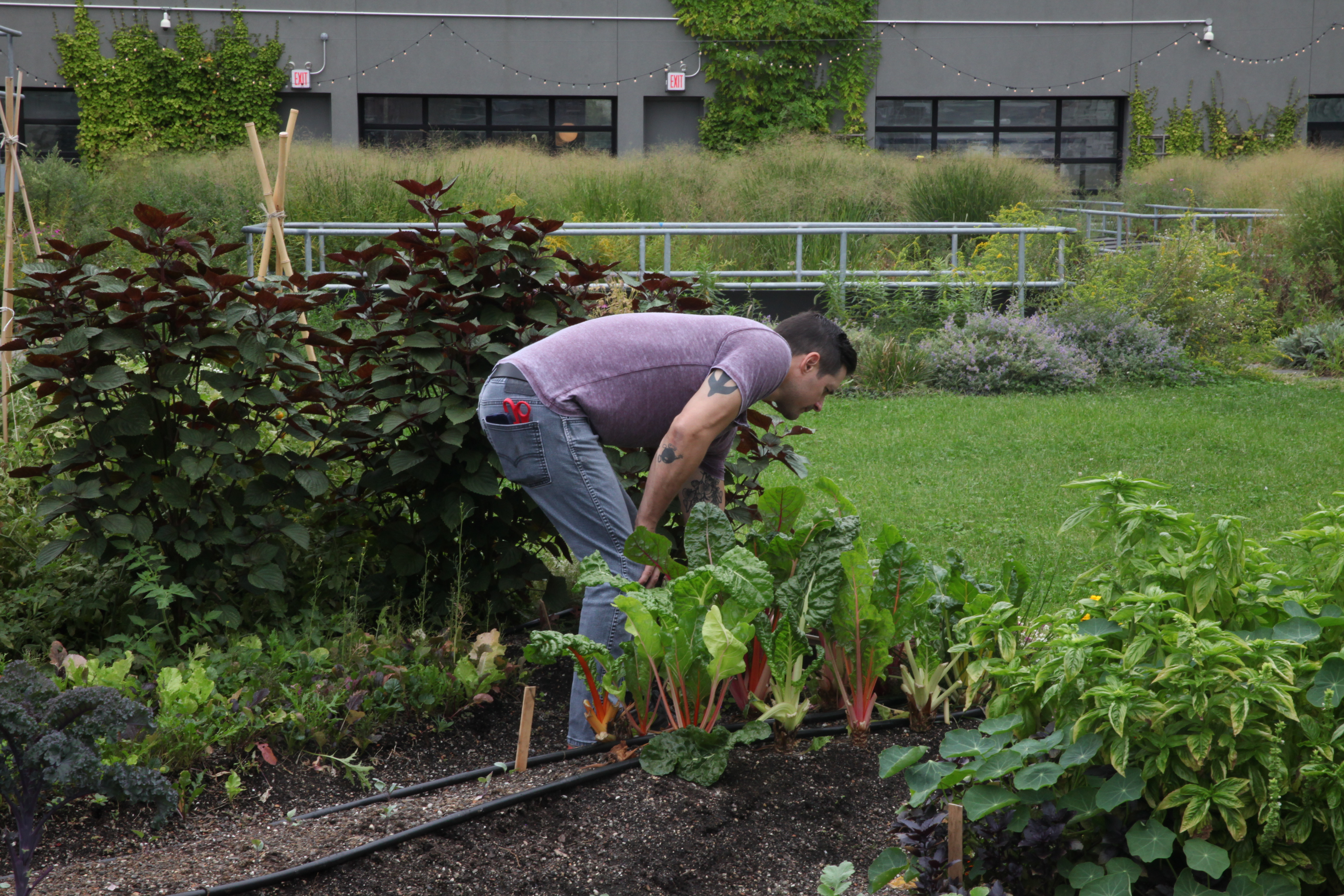 1573163498950-IMG_5462-chef-nick-elmi-laurel-philadelphia-munchies-rooftop-garden