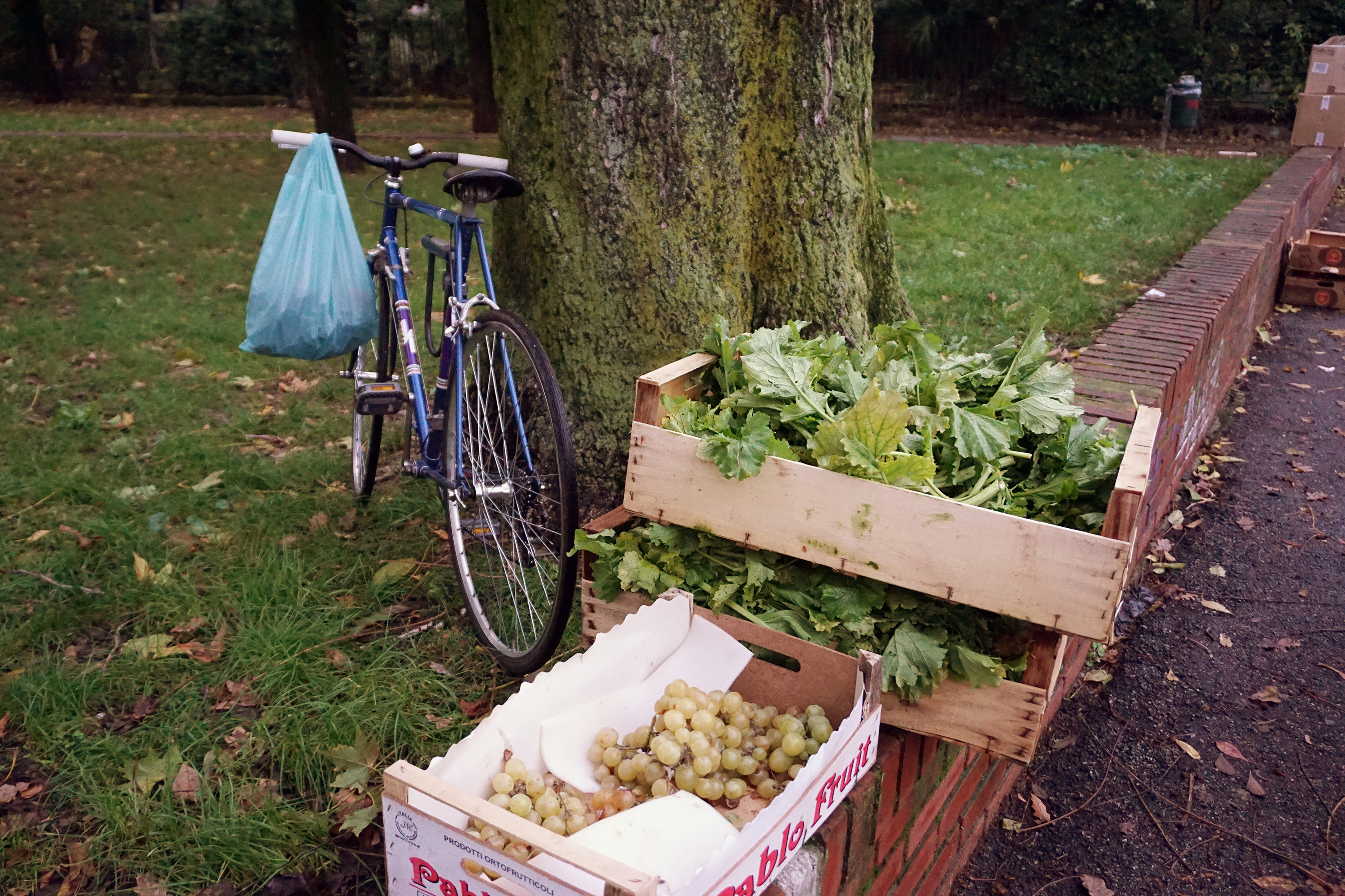 verdure-recuperate-inizio-re