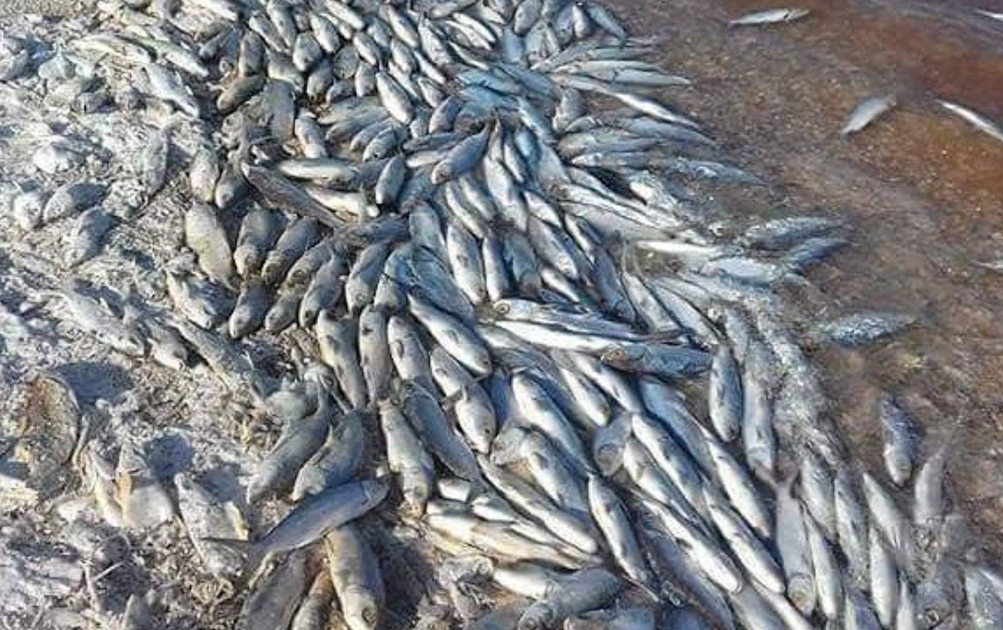 Lack of rain and extreme heat have caused some ponds to dry up or have increased the salinity of the water, killing hundreds of milkfish. Photo courtesy of RADIO KIRIBATI News/Humans of Kiribati