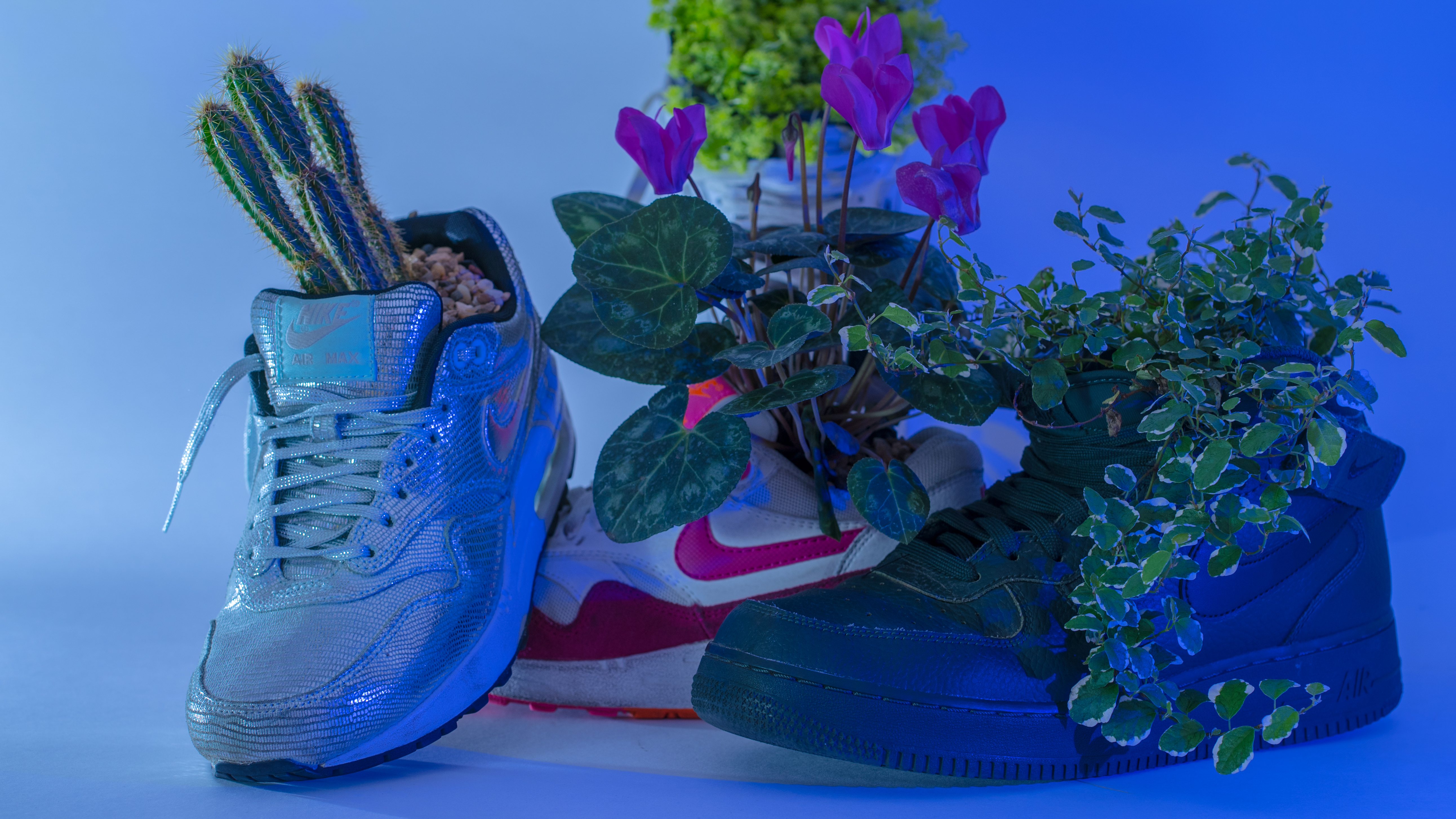 nike plantas