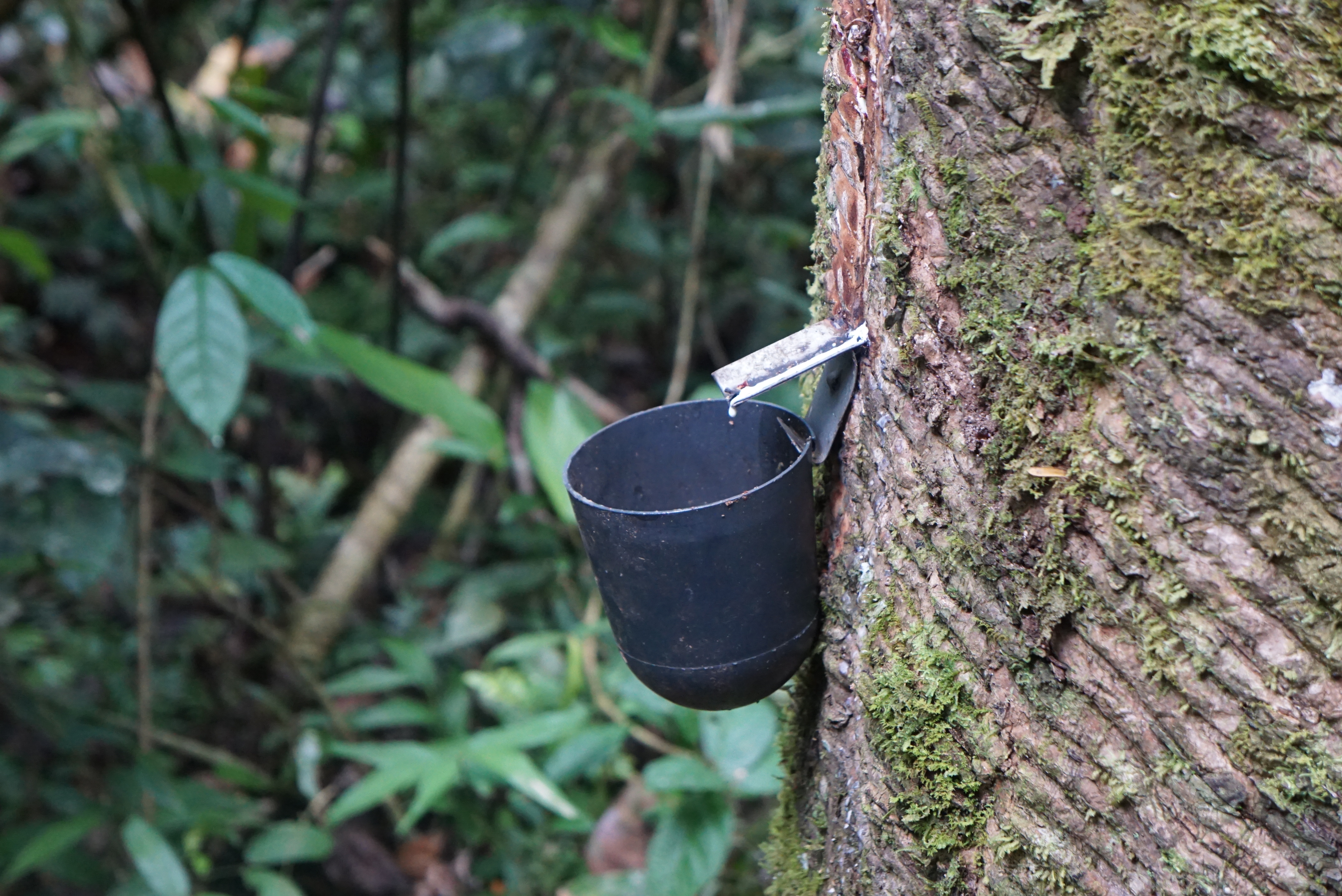 Liquid from a rubber tree dripping into a bucket.