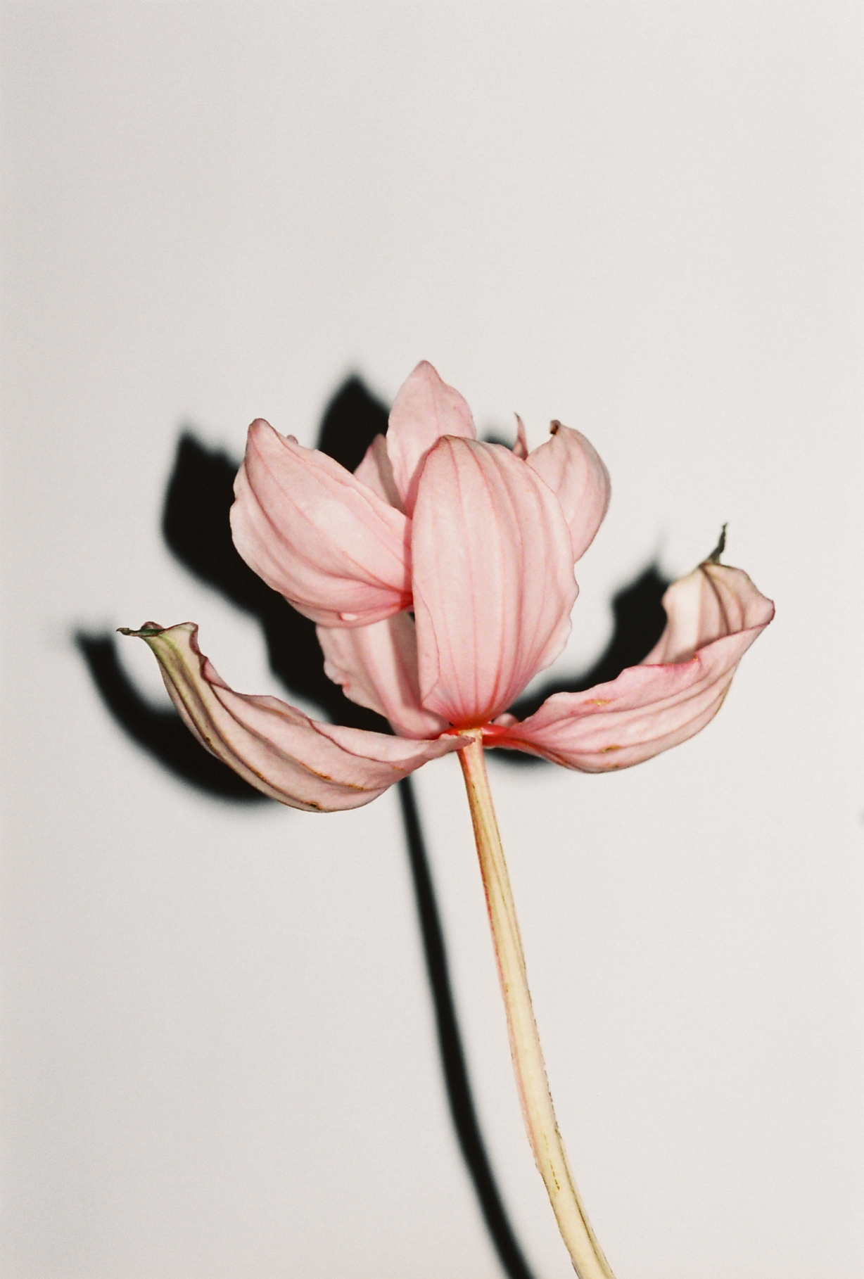 1576180259265-Frida_Vega_Salomonsson