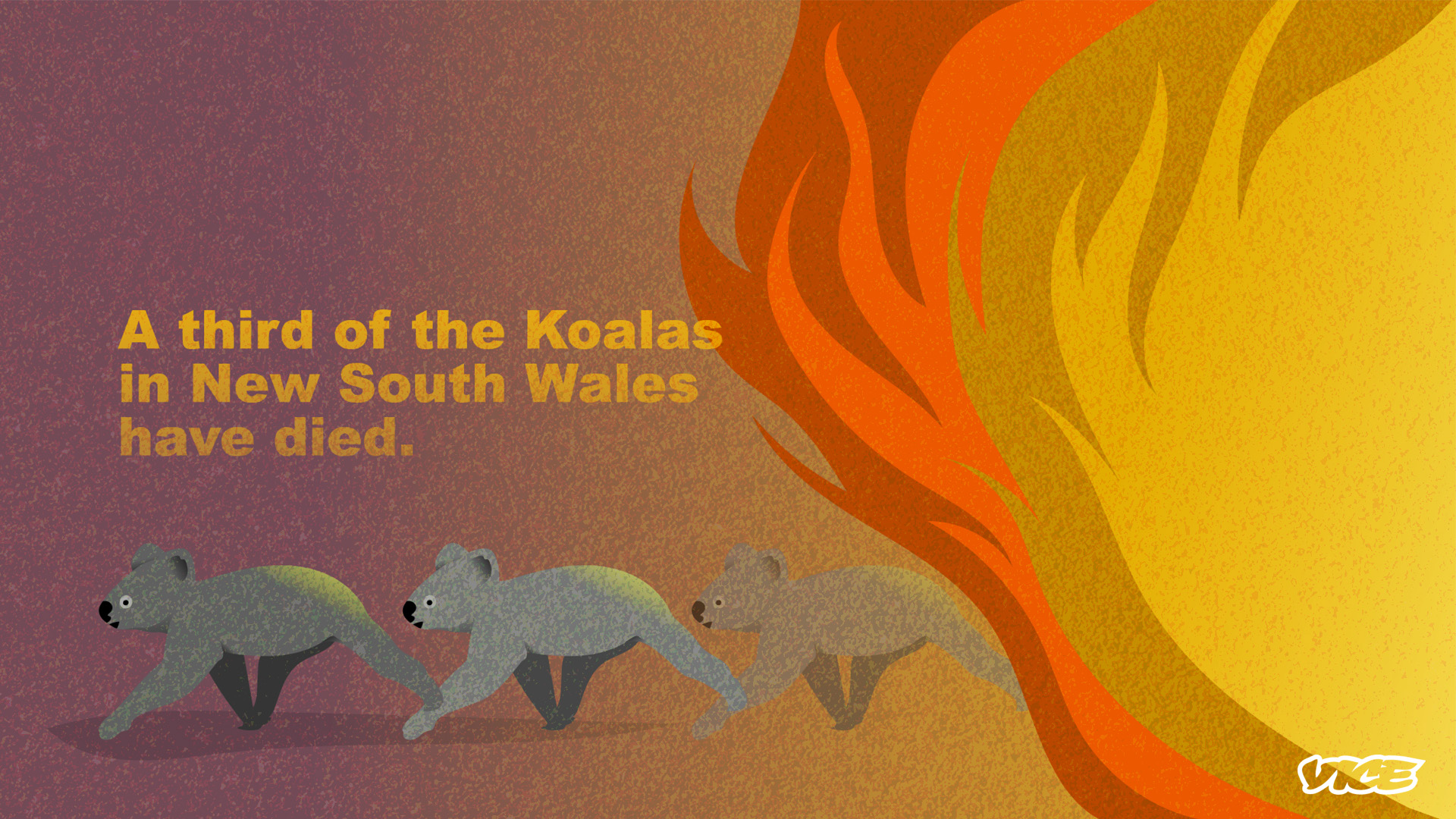 koalas died bushfire