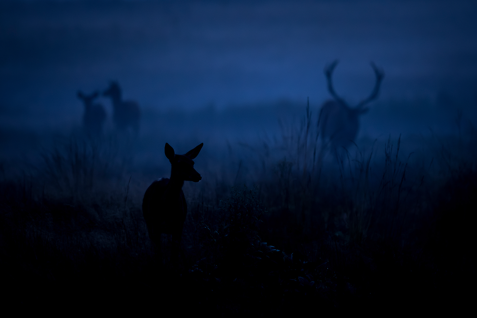 Wild im Morgengrauen