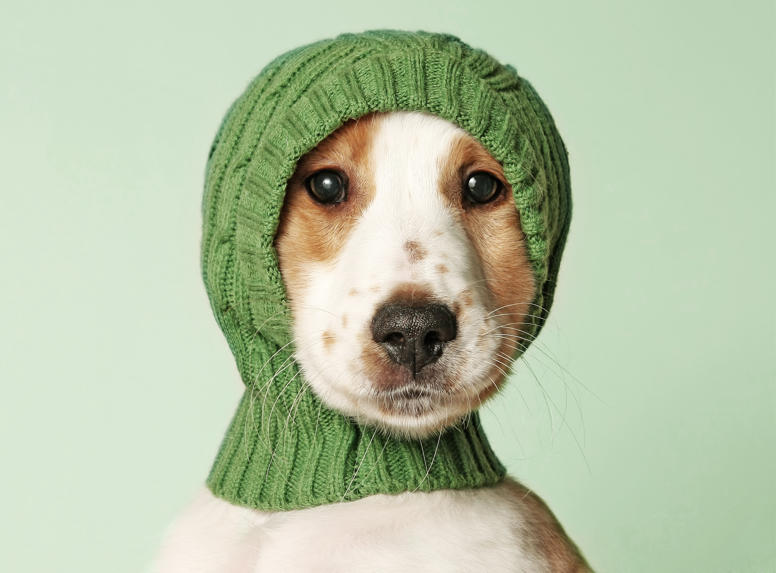 A dog in a knit hood