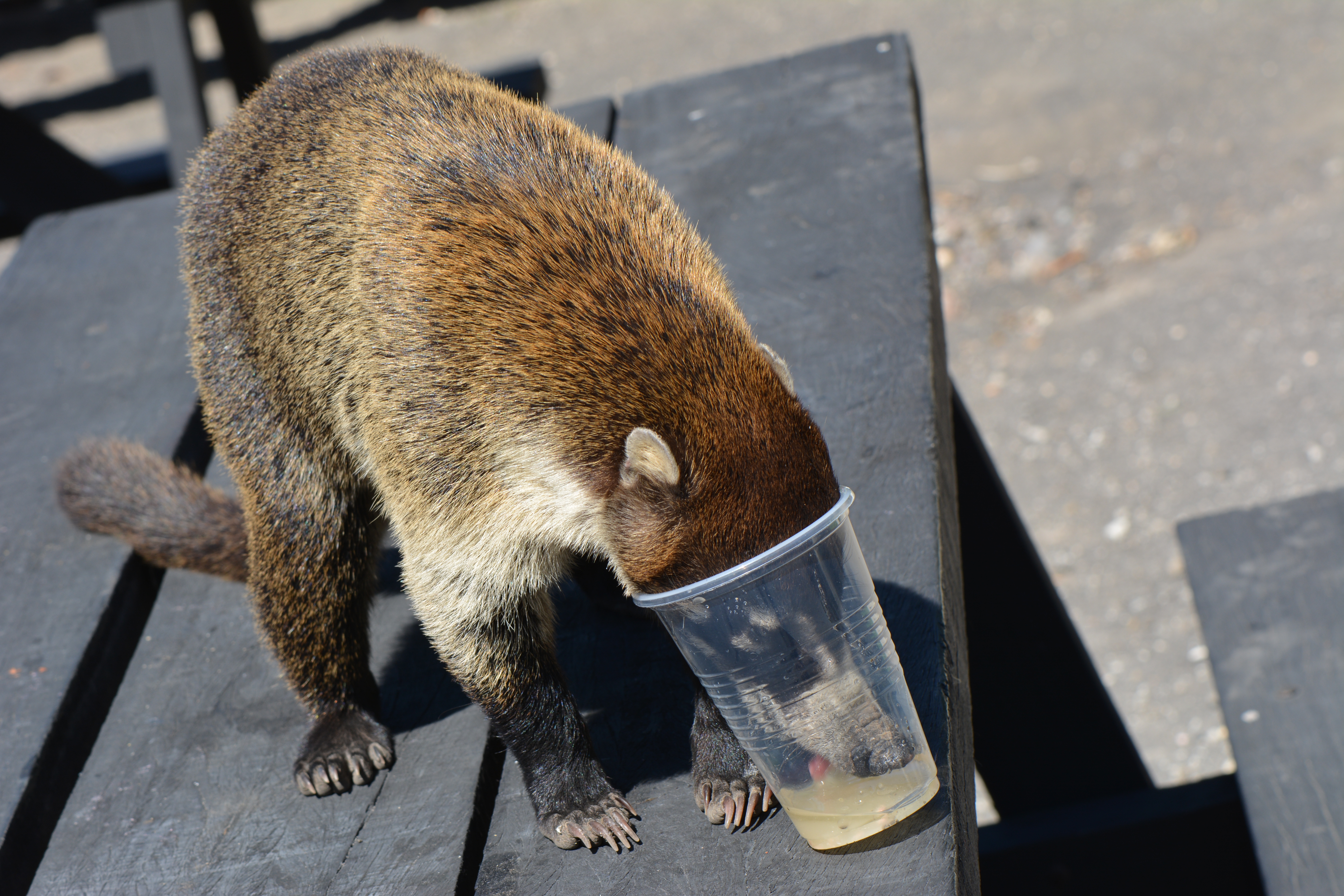 An animal tries to drink out of a cup