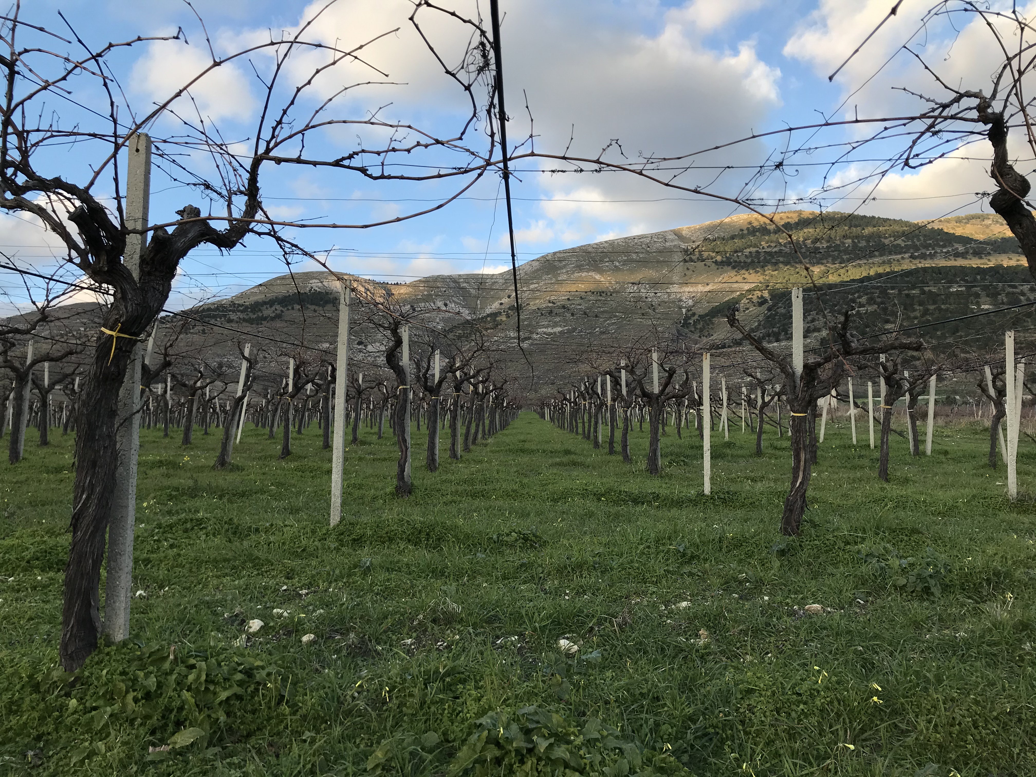 vigna_tendone_trebbiano_IMG_9707