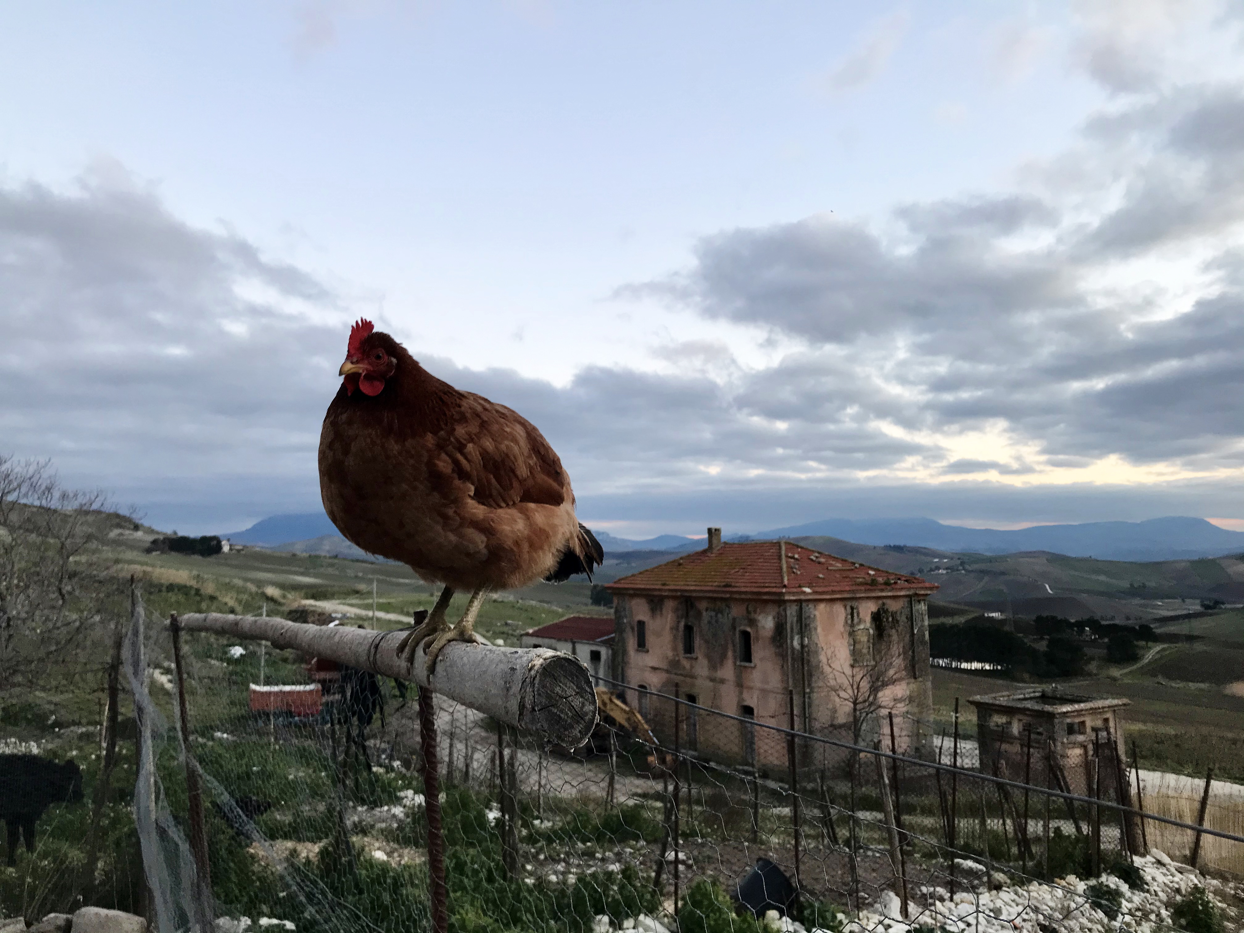 Gallina