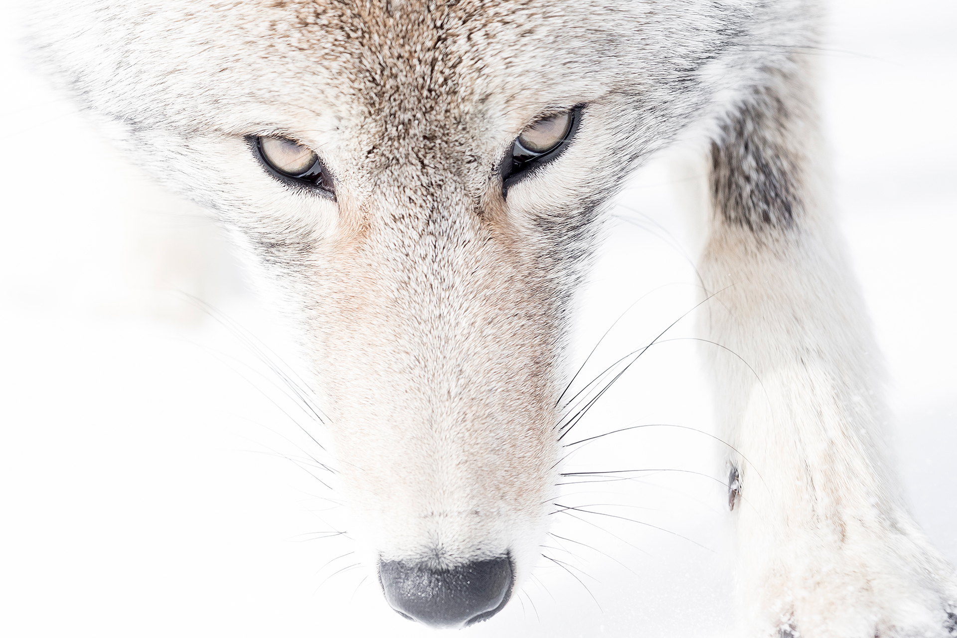 Ein Wolf im Schnee