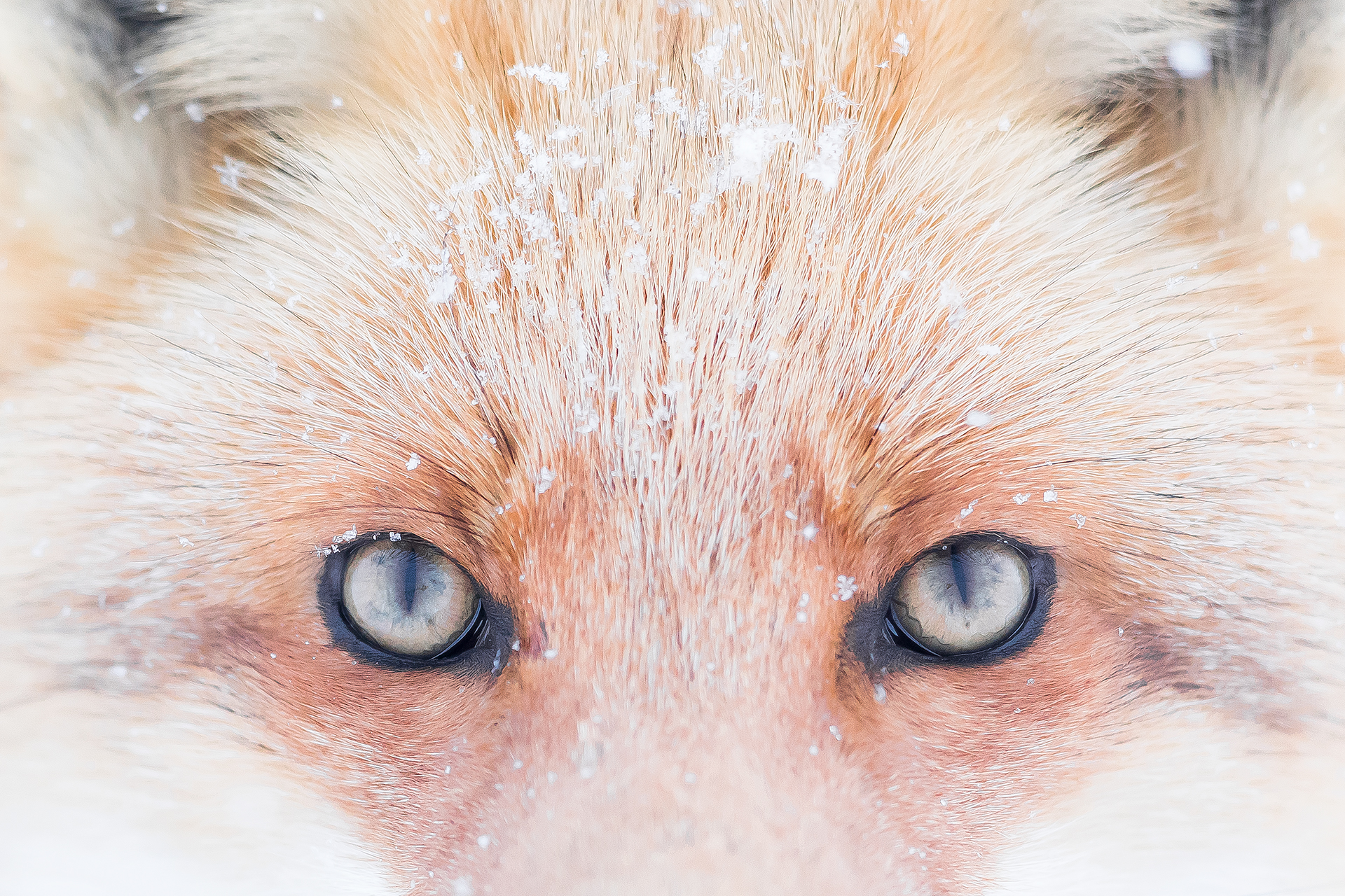 Ein Fuchs blickt in die Kamera