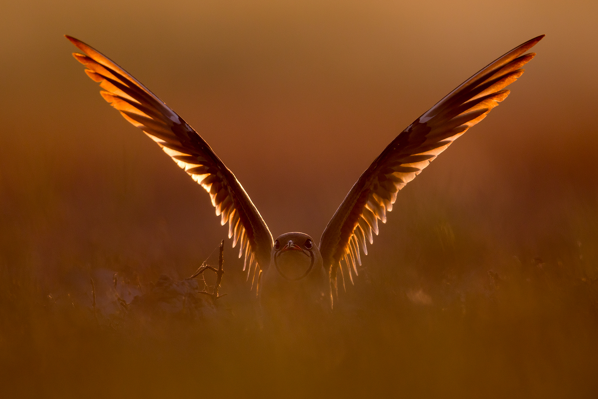 Ein Vogel spreizt seine Flügel